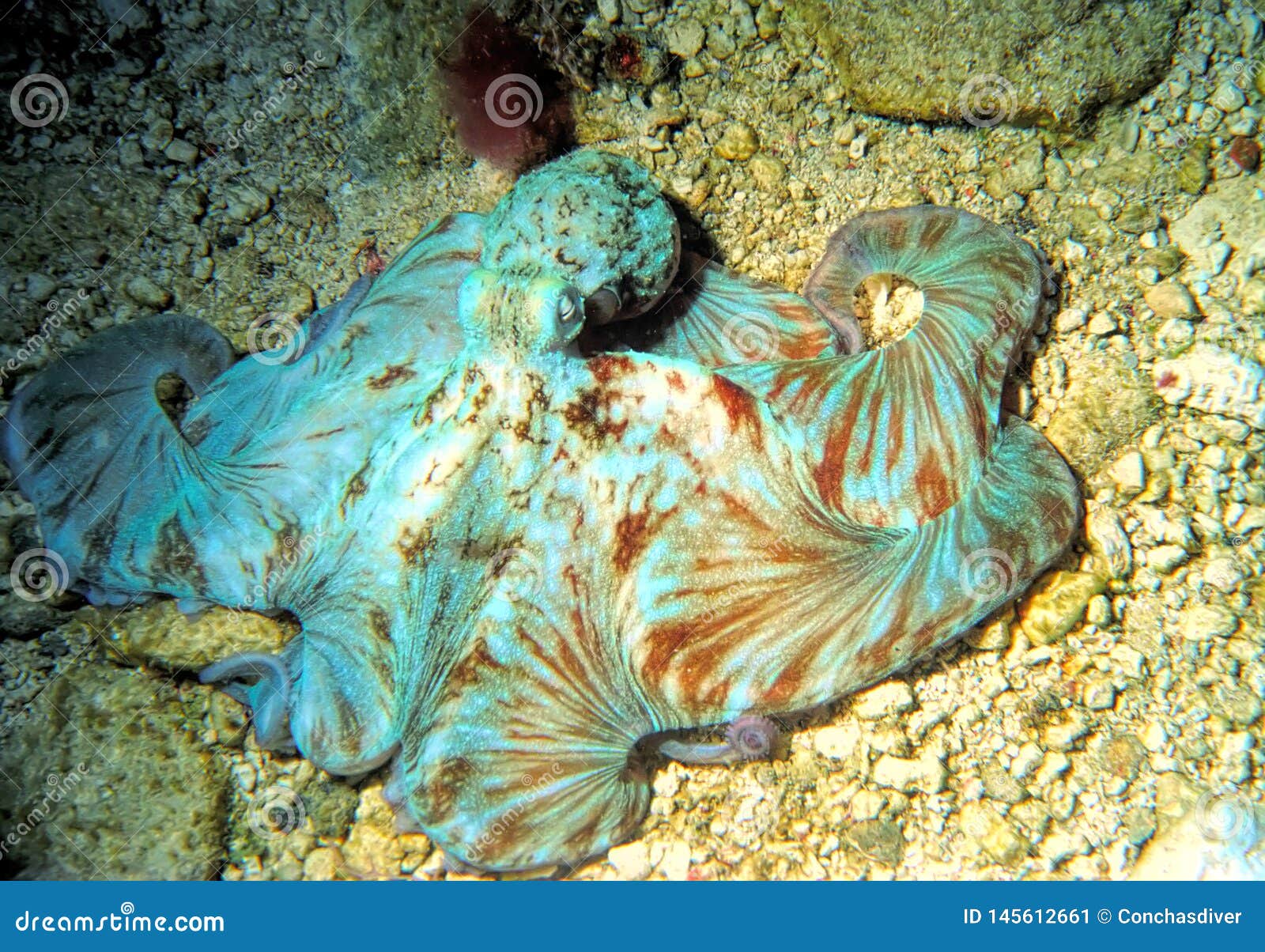 a caribbean reef octopus hunts at night