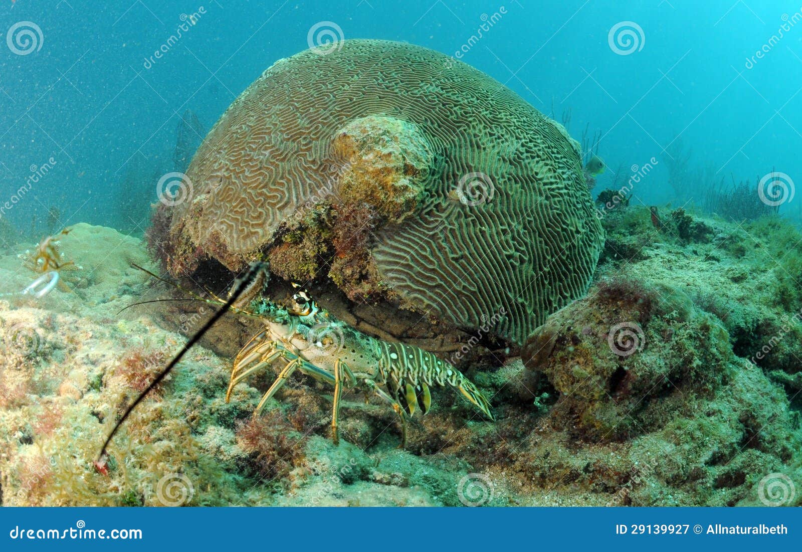 Caribbean Spiny Lobster in Natural Habitat Stock Image - Image of