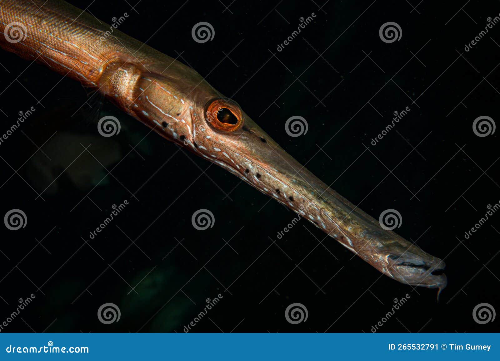 caribbean underwater life