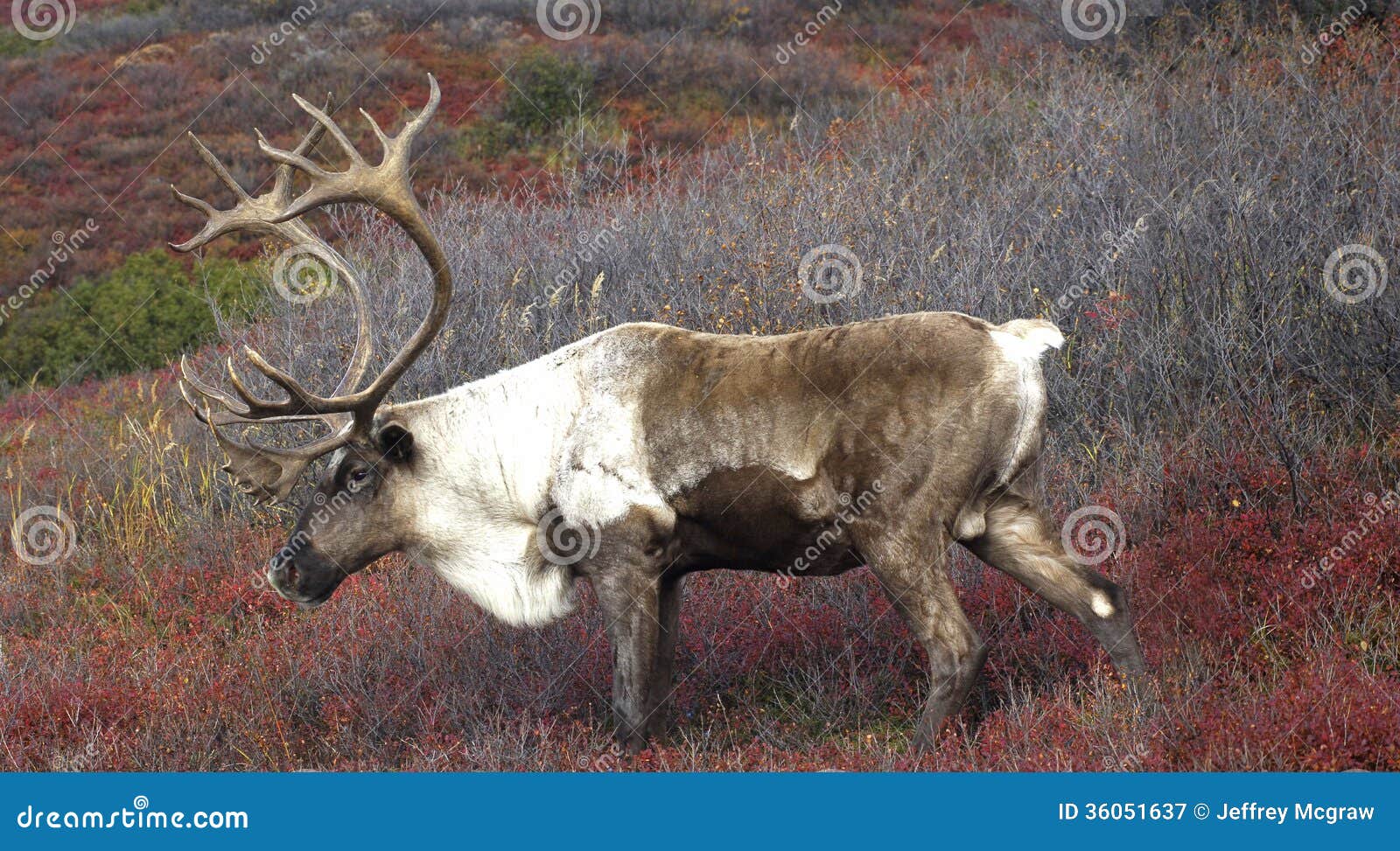 cariboe on fall tundra