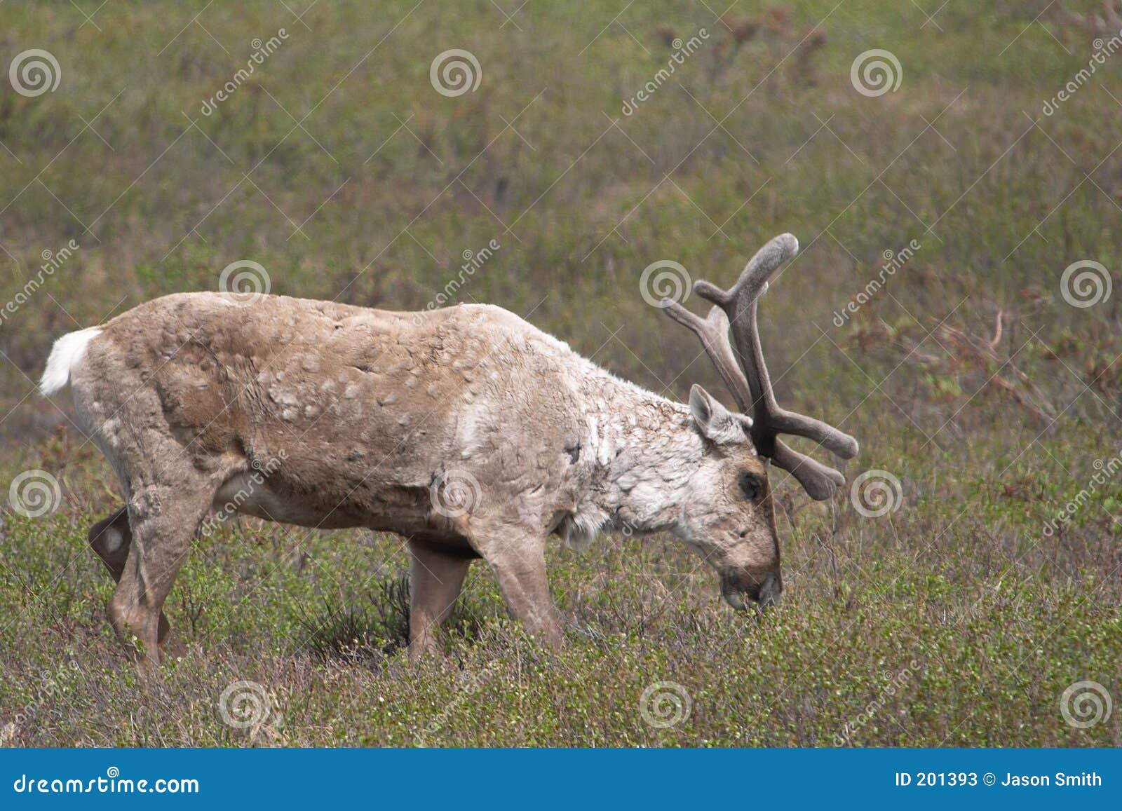 Caribou stock image. Image of pasture, eating, brown, deer 201393