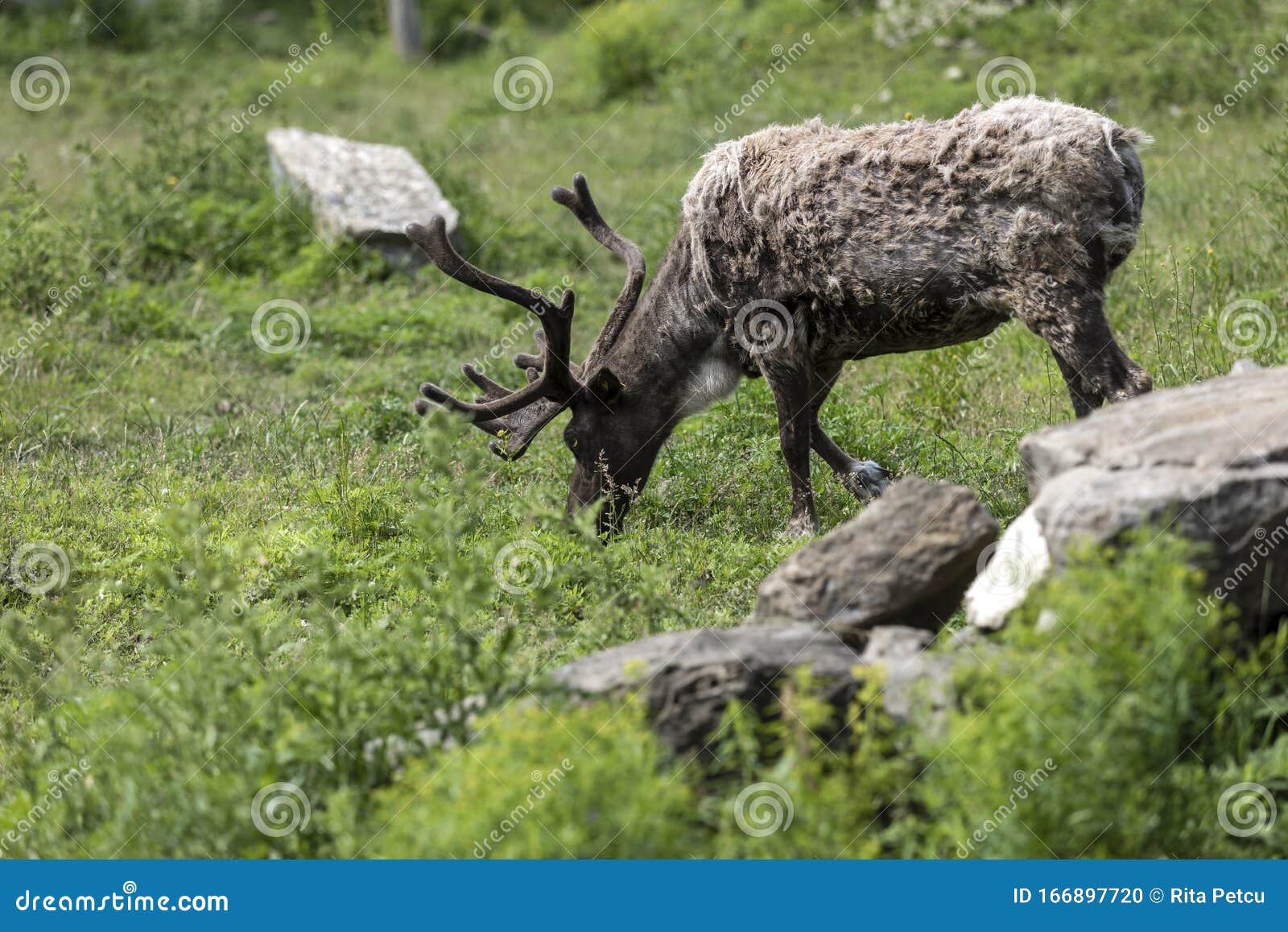 Molting Caribou Eating stock photo. Image of feeding 166897720