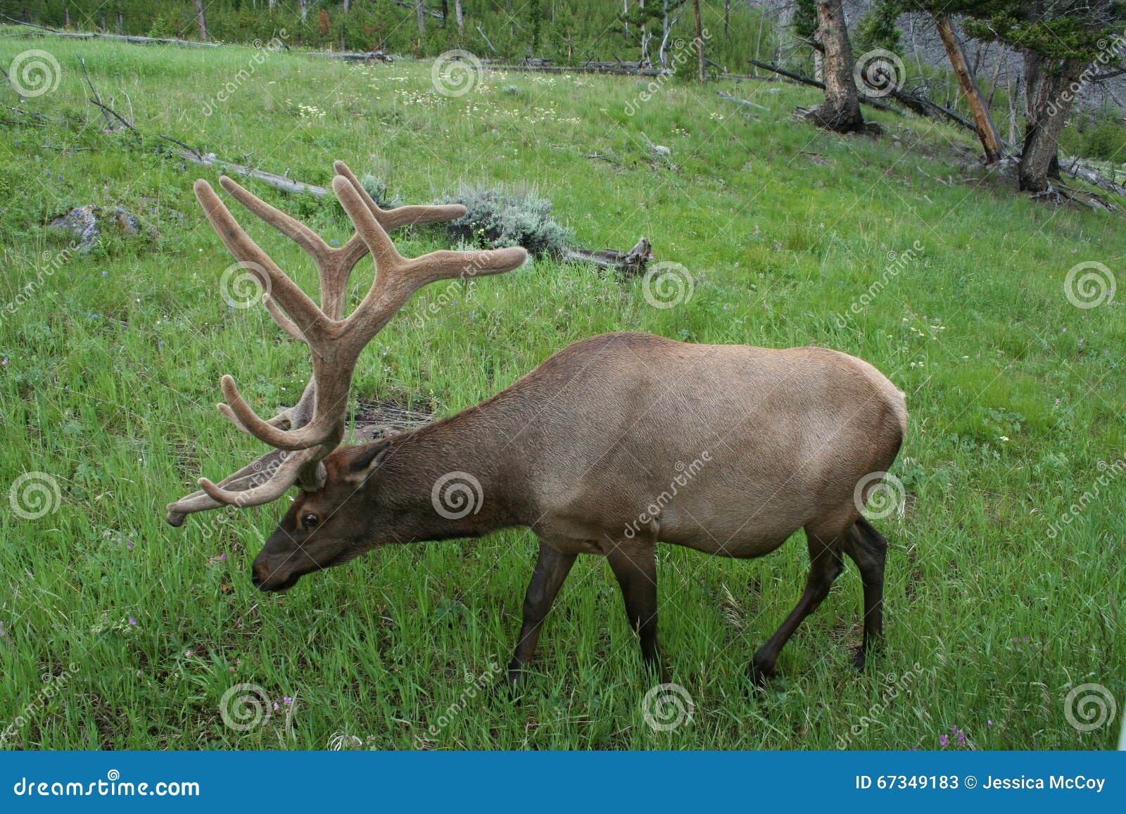 Caribou stock image. Image of animals, eating, rack, yellowstone 67349183