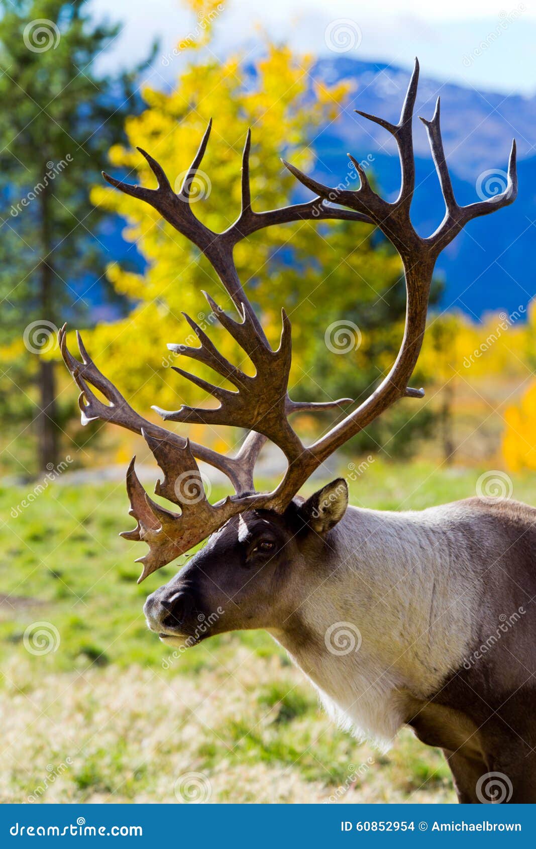 caribou (reindeer) in the yukon territories, canada