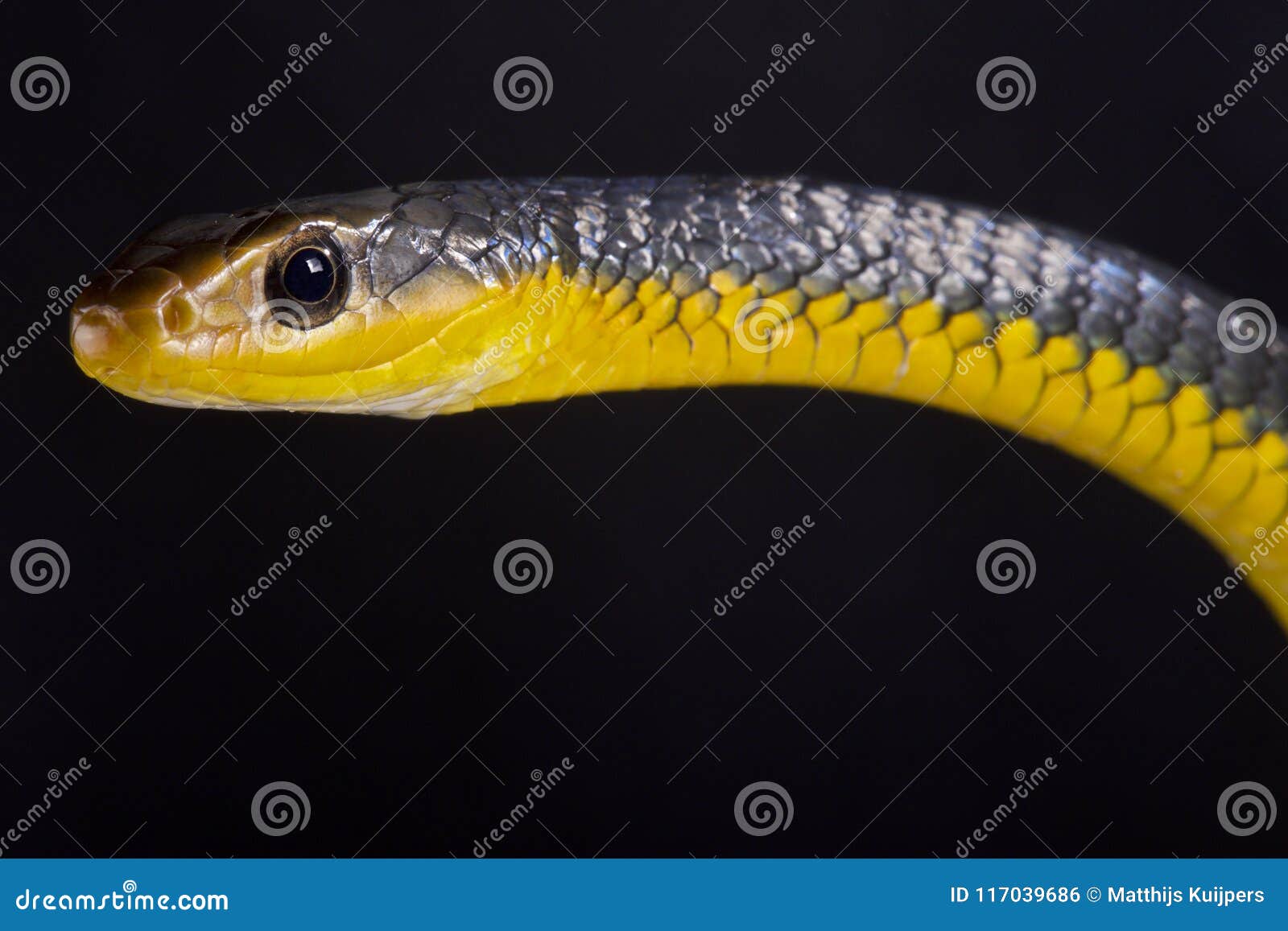 Carinatus De Chironius Do Whipsnake Das Amazonas Foto de Stock Imagem