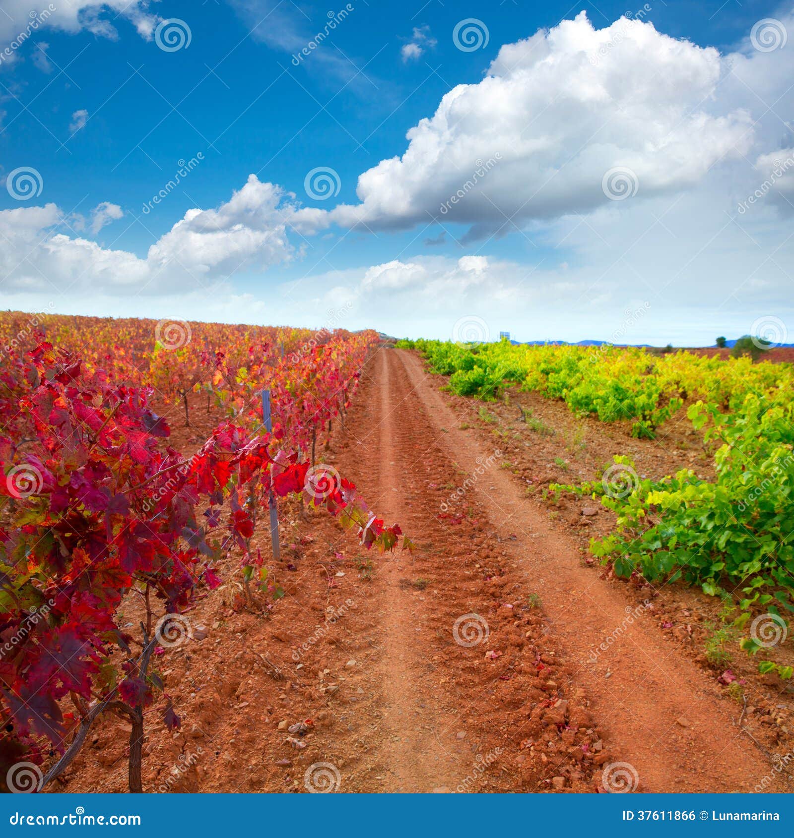 carinena and paniza vineyards in autumn red zaragoza spain