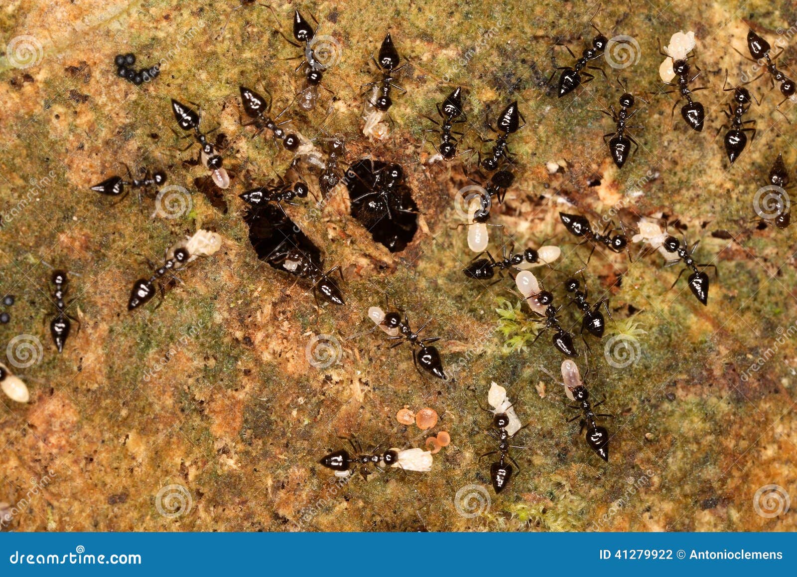 the caring ants regularly ventilate their larvae.