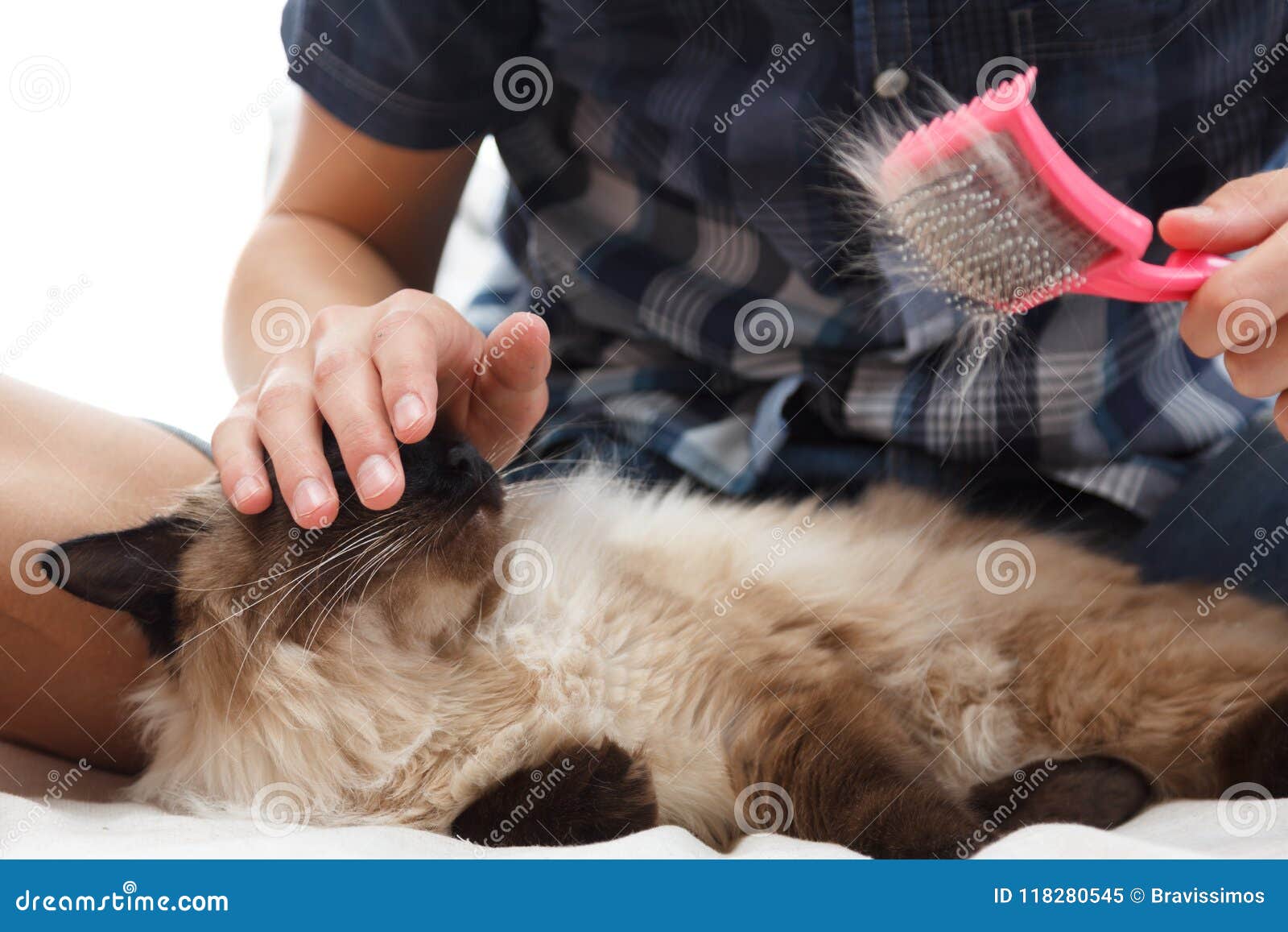 Caring for Cat Fur. Hand Combing by Comb Fluffy Cat Stock Image Image