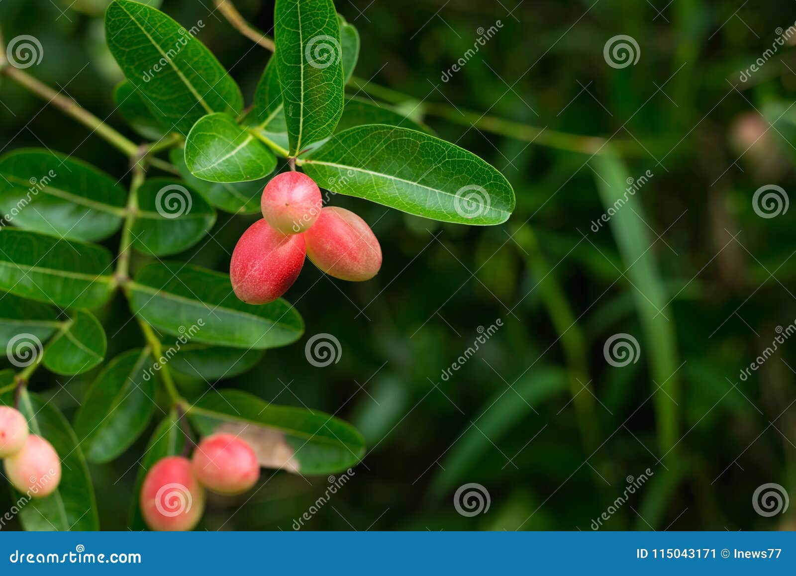 carissa carandas linn, carandas-plum, fruits and herbs.