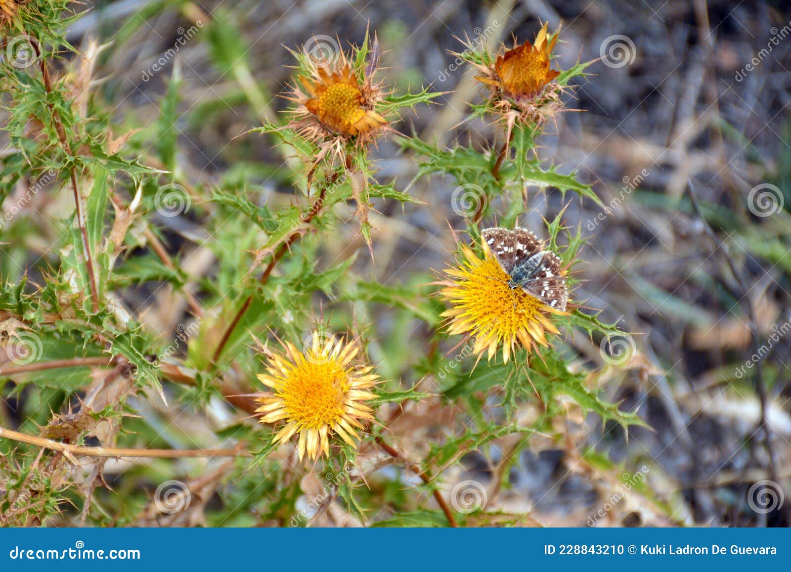 yellow thistle in late summer