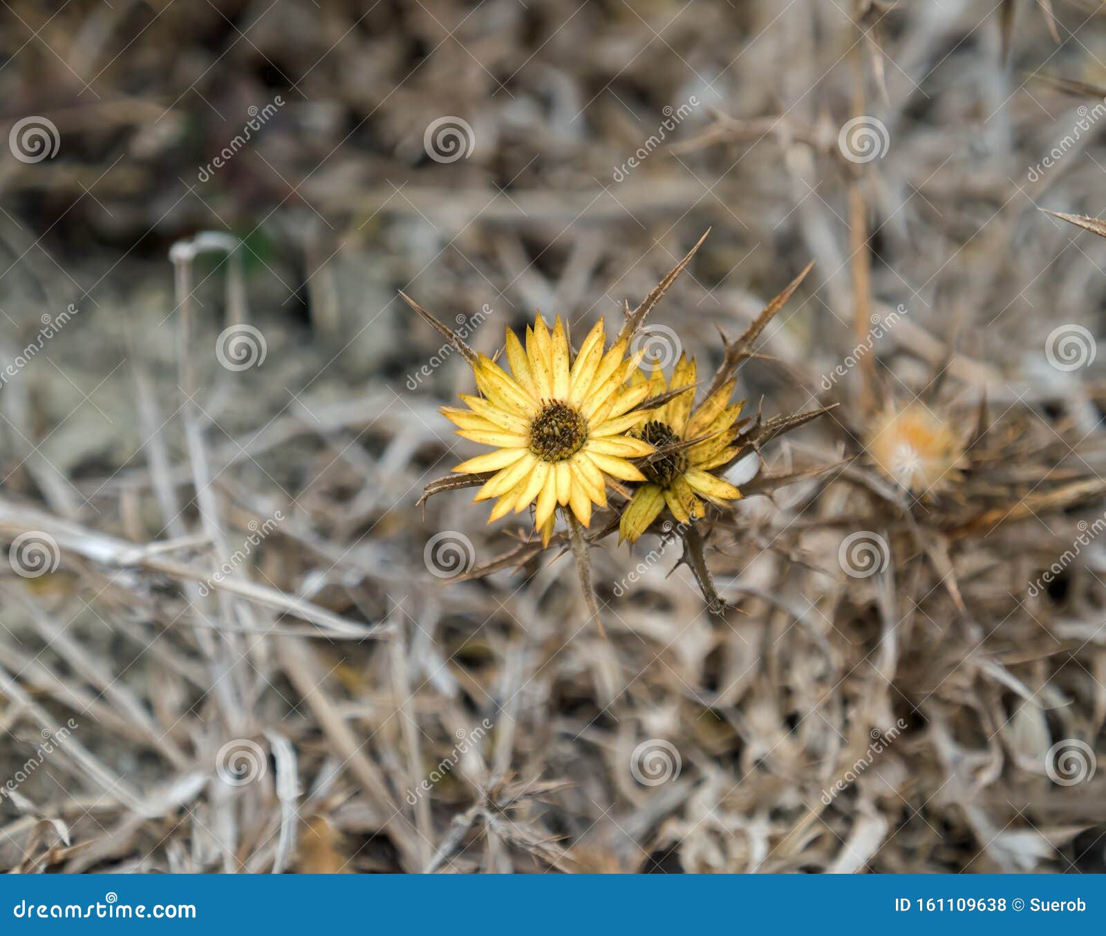 carlina racemosa thistle flower in spain