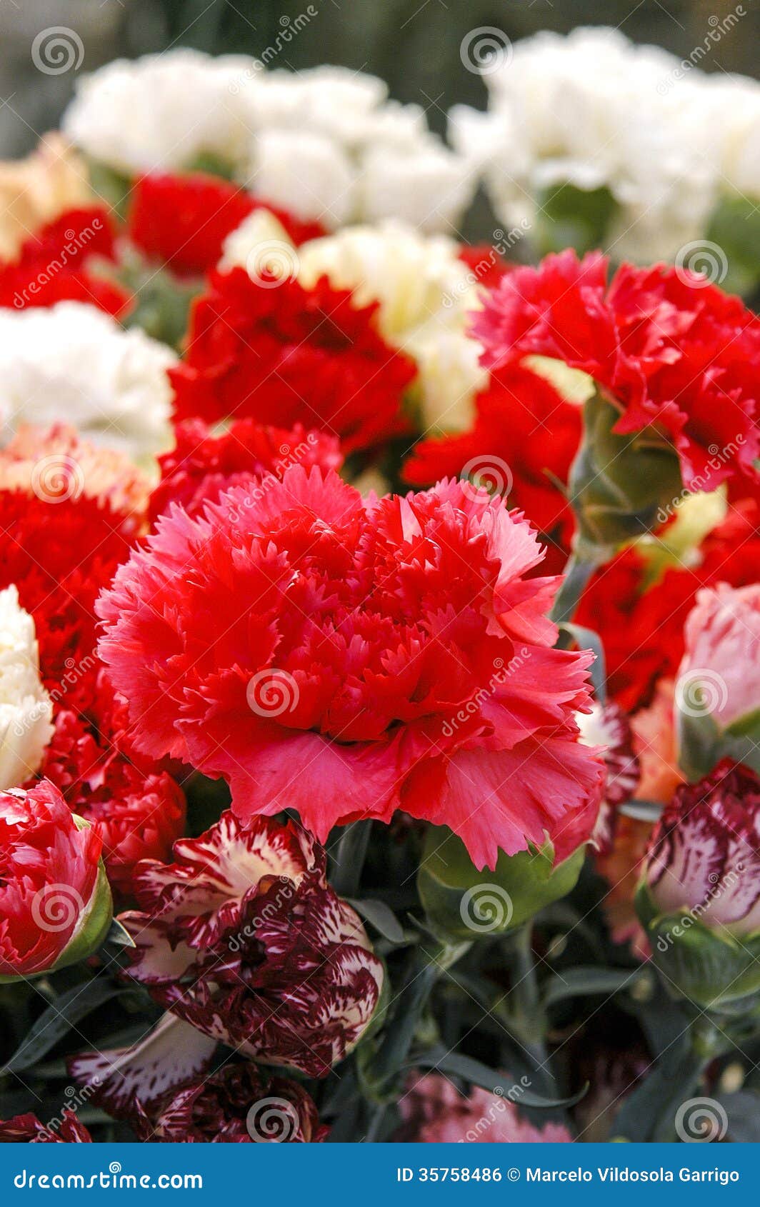 Carmination stock photo. Image of plants, petals, greenhouse 35758486