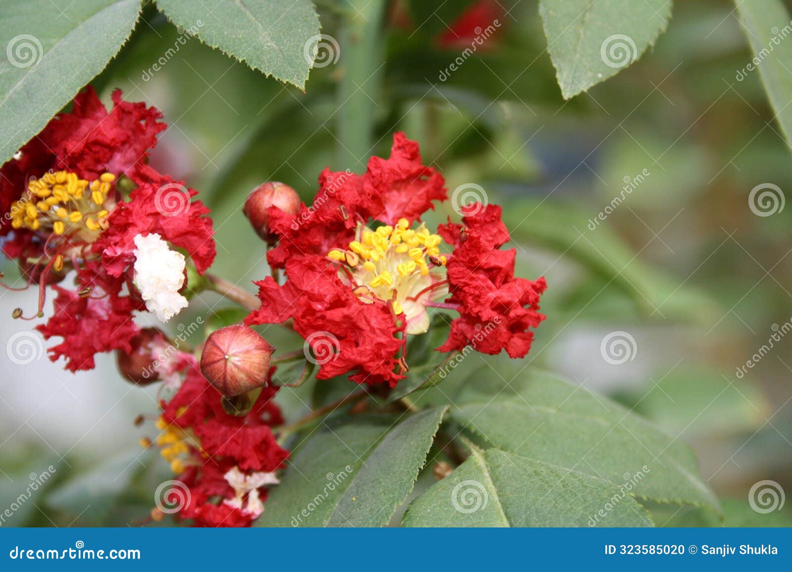 carmine (red) coloured crape myrtle (lagerstroemia indica) in bloom : (pix sanjiv shukla)