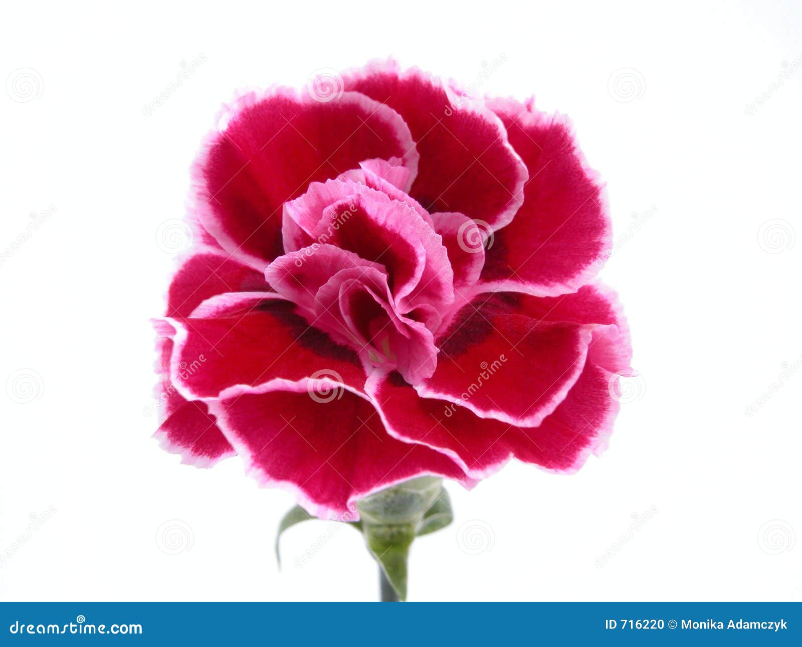 Carnation stock photo. Image of close, beautiful, flower - 716220
