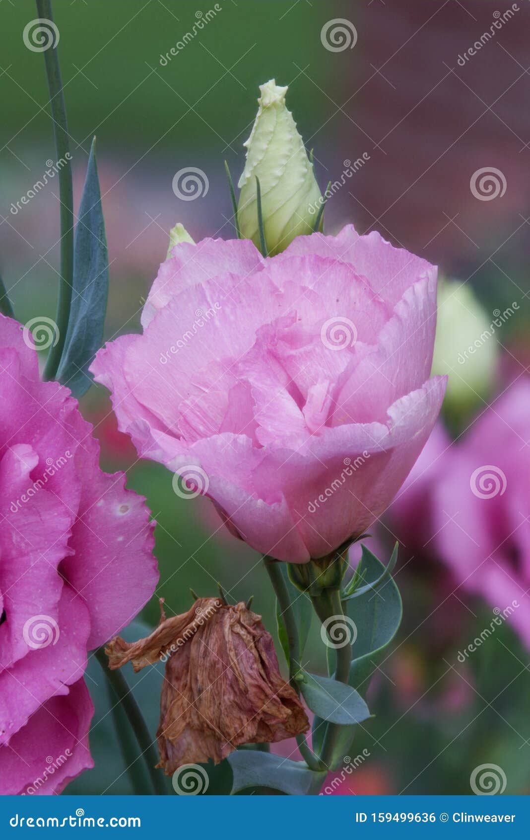 Carnation in Bloom stock photo. Image of colors, lavendar 159499636