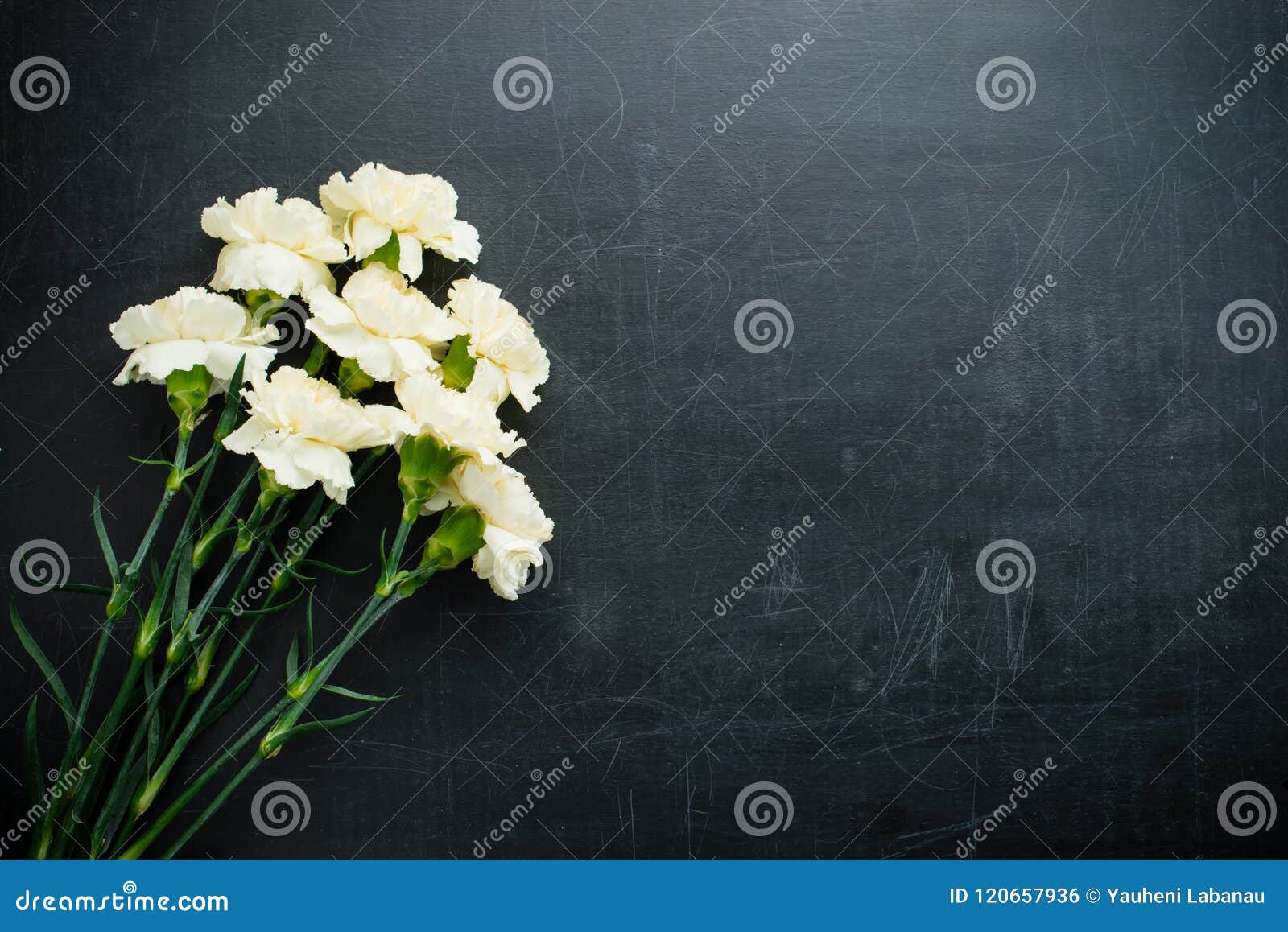 Carnation on a Dark Background Copy Space Stock Photo Image of idea