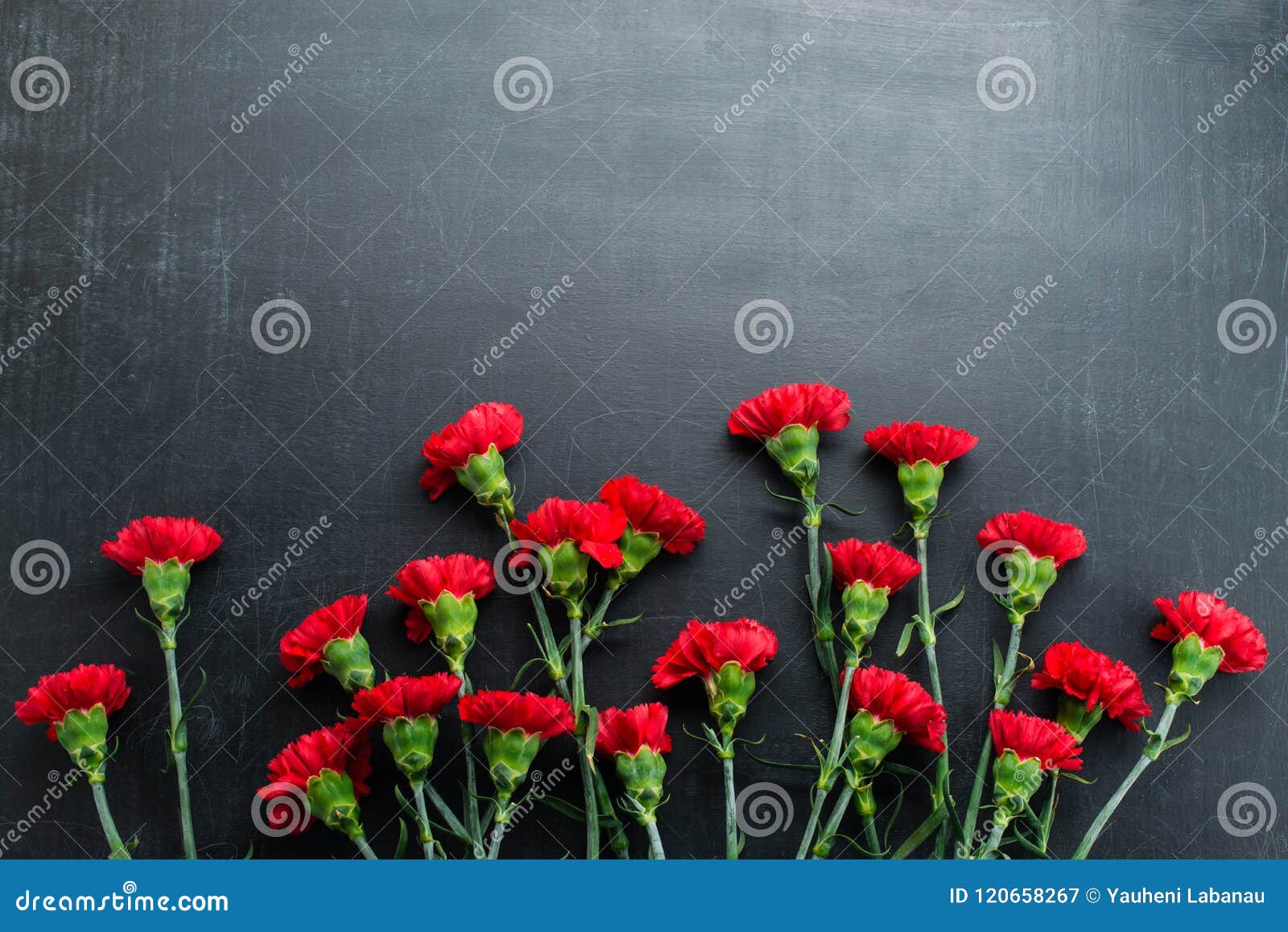 Carnation on a Dark Background Copy Space Stock Image Image of