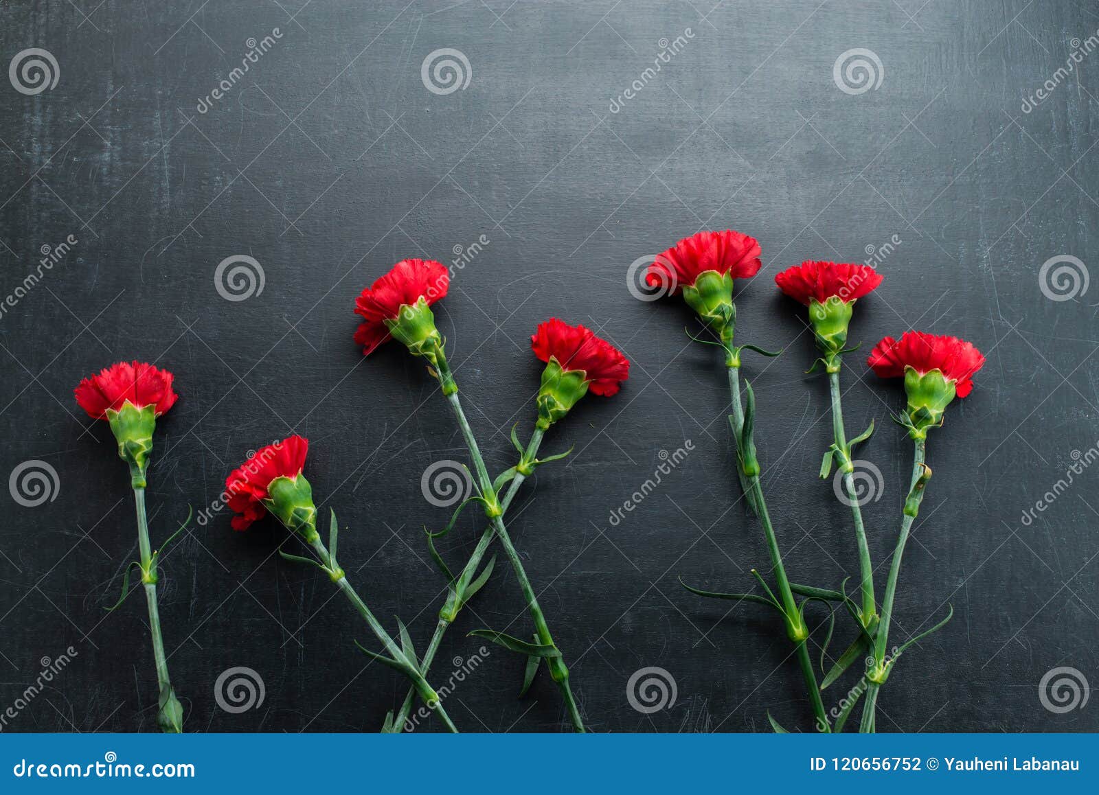 Carnation on a Dark Background Copy Space Stock Photo Image of wood