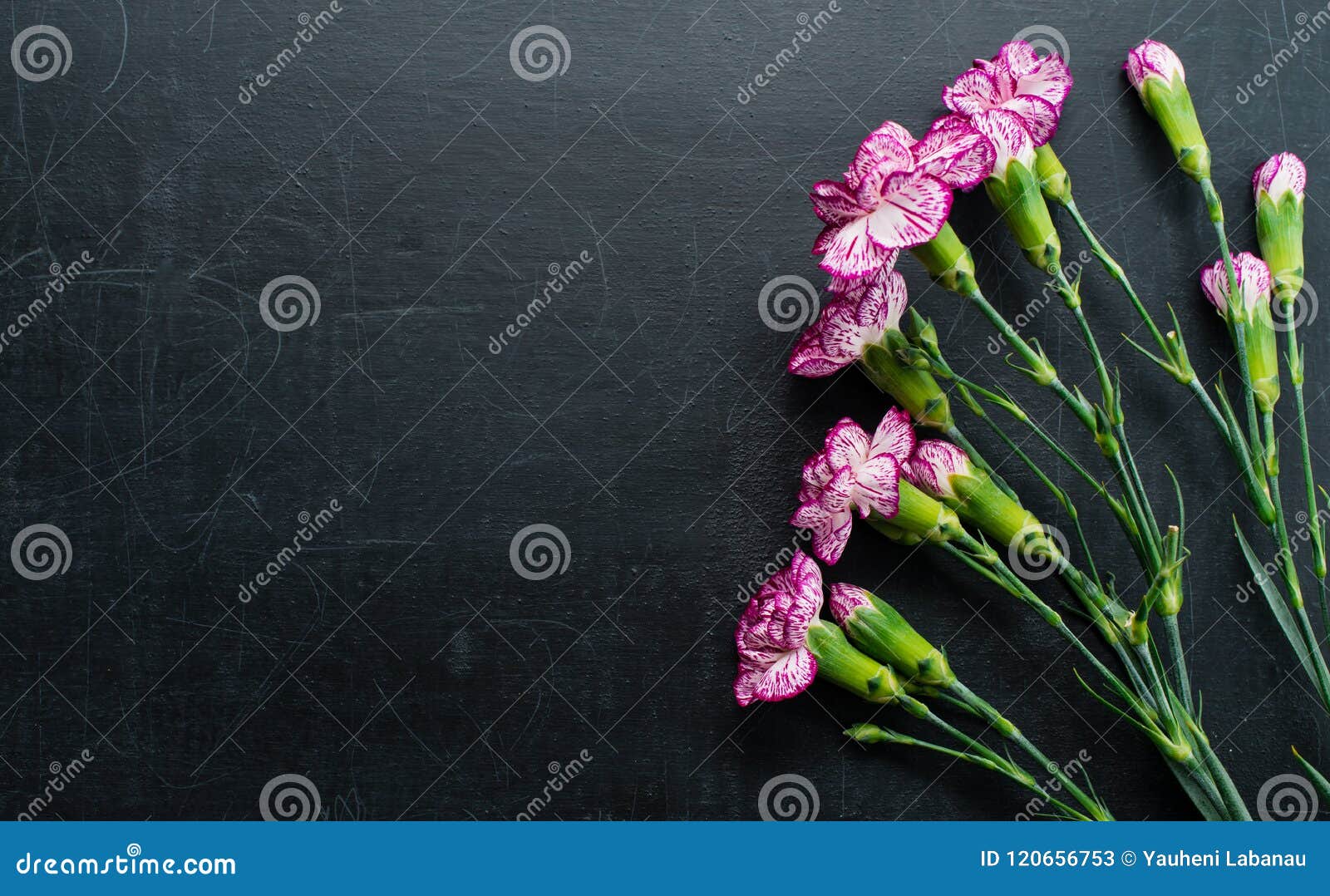 Carnation on a Dark Background Copy Space Stock Image Image of petal