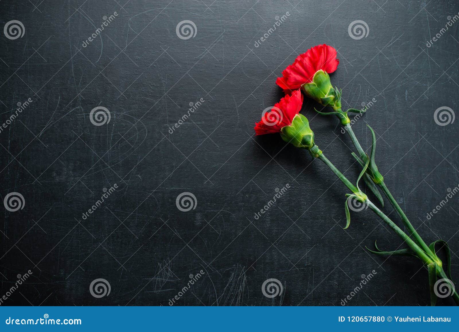 Carnation on a Dark Background Copy Space Stock Photo Image of