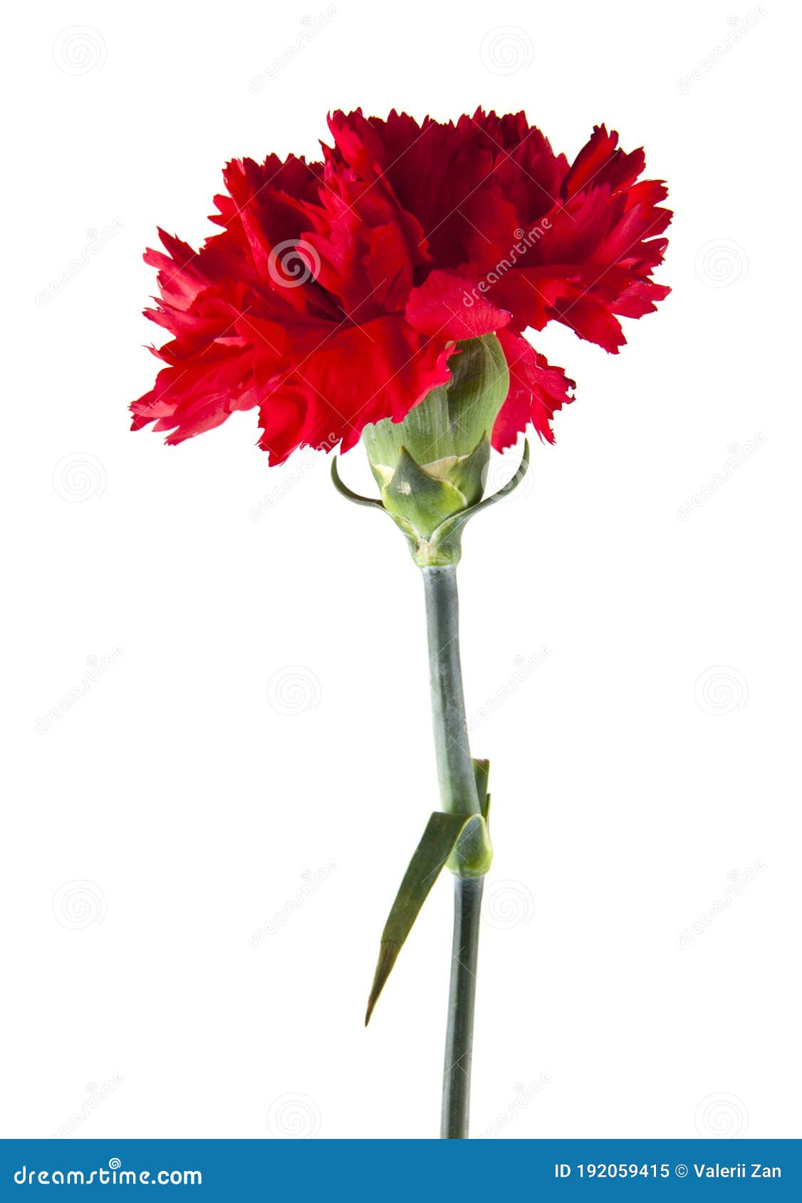 Carnation Flower Isolated on a White Stock Image Image of plant, leaf