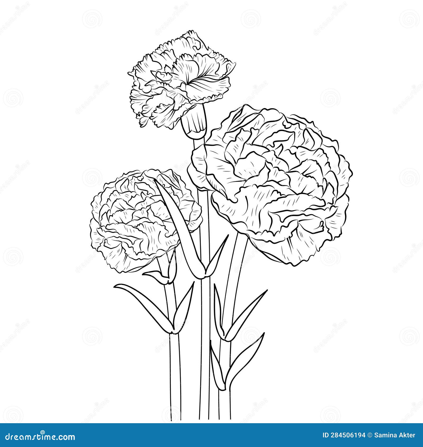 Carnation Flower Line Art, Hand-drawn Pencil Sketch, Coloring Book, and ...