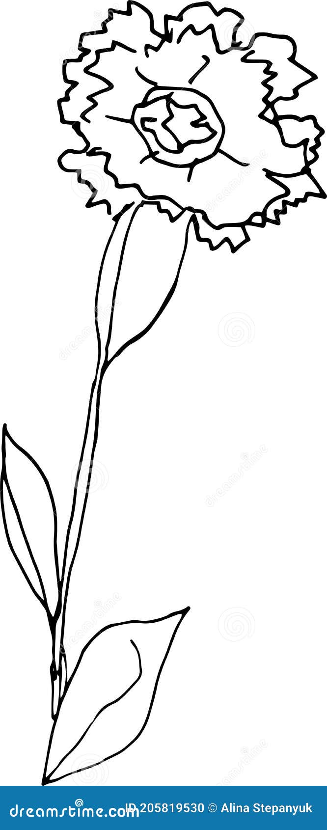 Carnation Flower. the Original Version. Doodle. Black and White Image