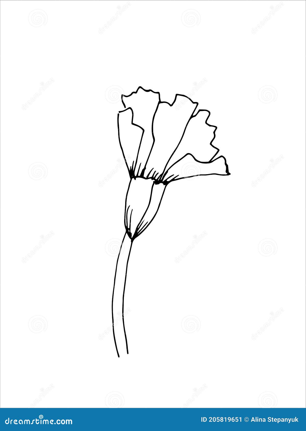 Carnation Flower. the Original Version. Doodle. Black and White Image
