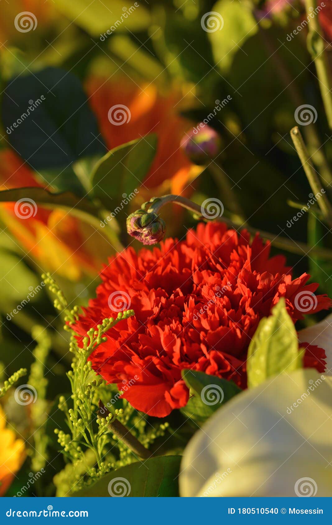 Carnation flower stock photo. Image of pollen, orange 180510540