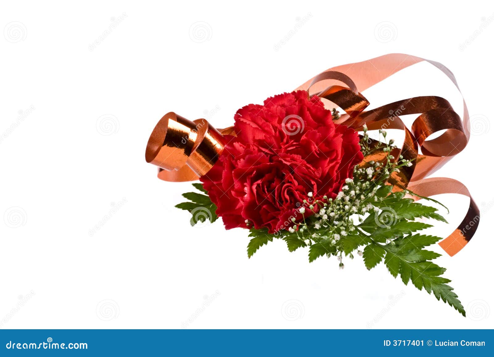 Carnation Flower and Ribbon Stock Image Image of gift, colorful 3717401