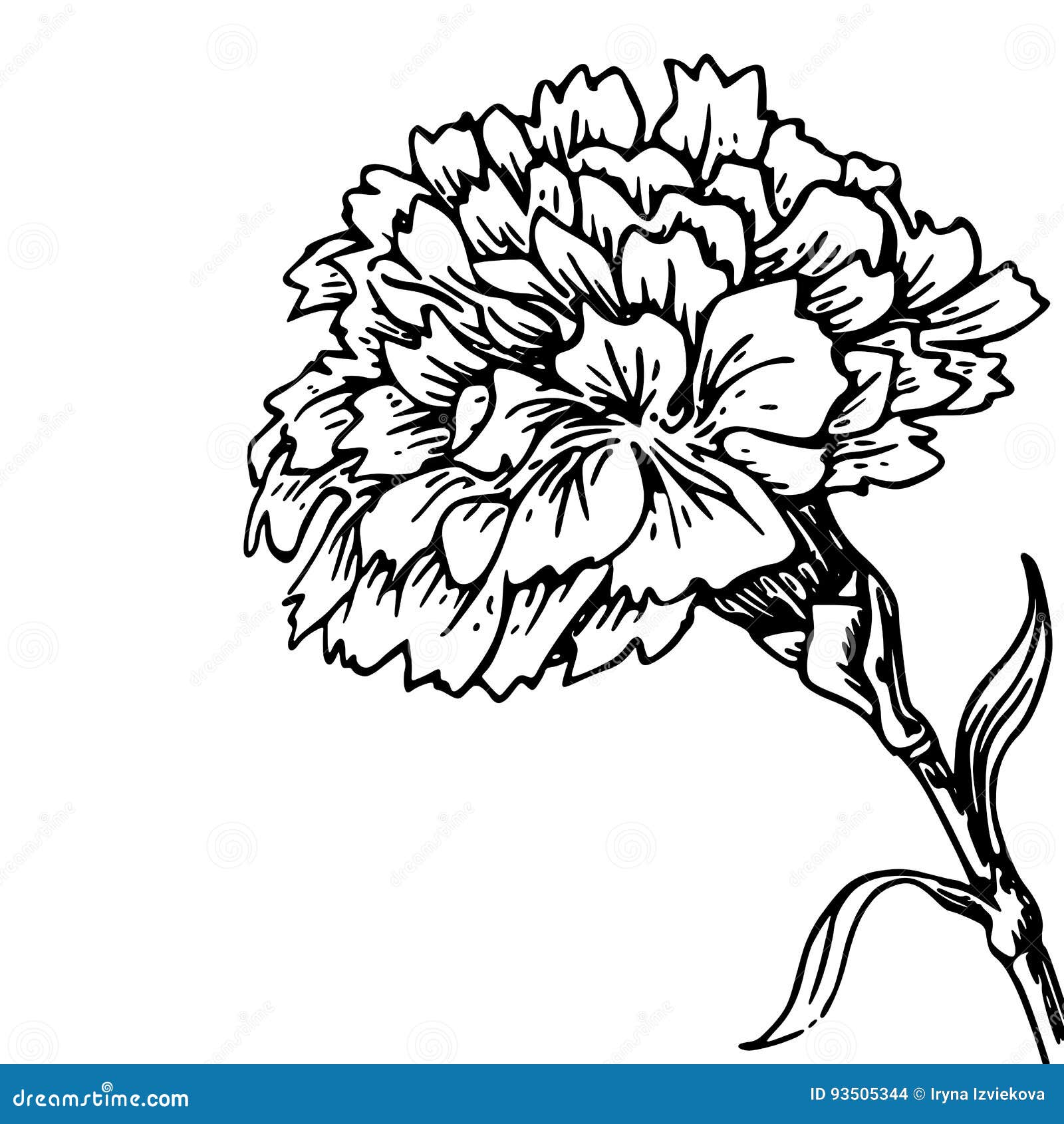 Carnation Flower - Sketch of Tattoo Stock Illustration - Illustration of nature, stamp: 93505344 Carnation Flower - Sketch of Tattoo Stock Illustration - Illustration of nature, stamp: 93505344