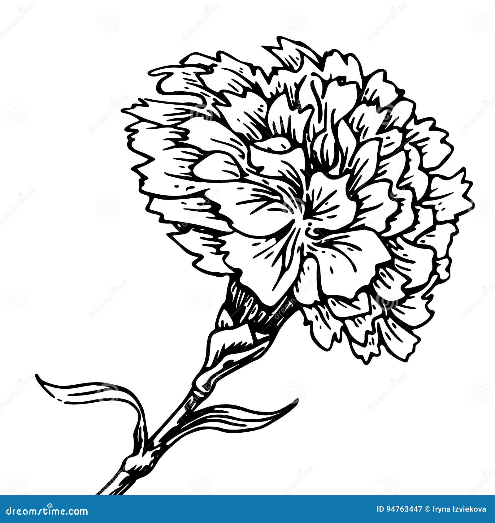 Carnation Flower - Sketch of Tattoo Stock Vector - Illustration of ...