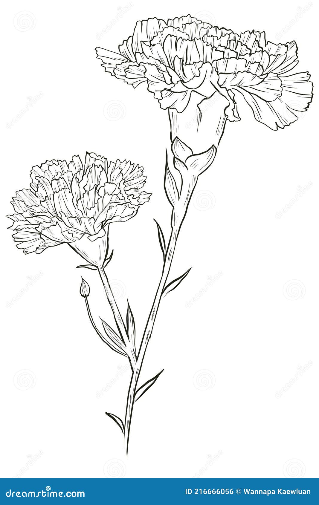 Carnation Flower Watercolor Collection Stock Illustration ...