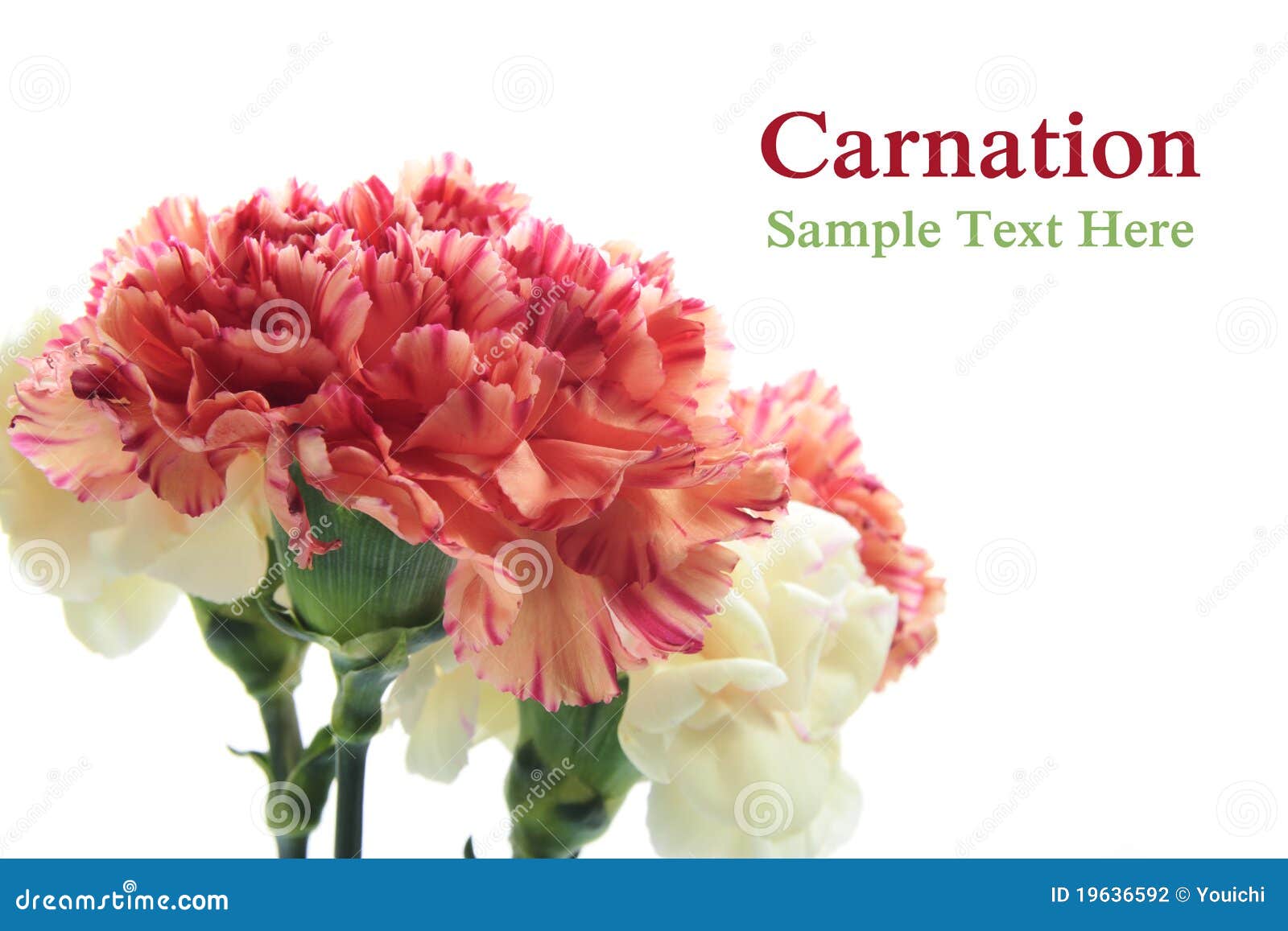 Carnation flowers stock photo. Image of event, color 19636592
