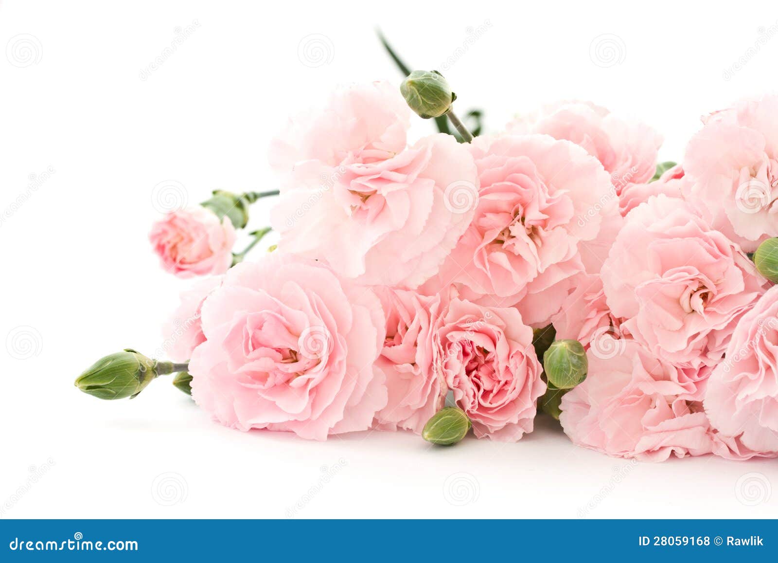 Carnation Flowers Royalty Free Stock Photos - Image: 28059168