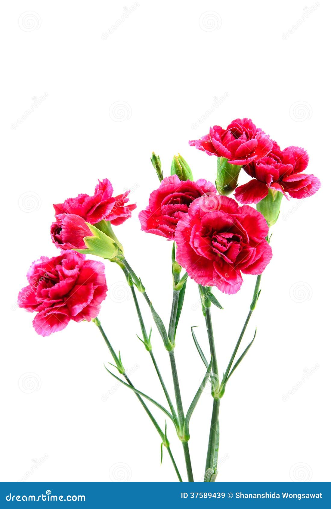 Carnation flowers stock image. Image of florist, bunch 37589439