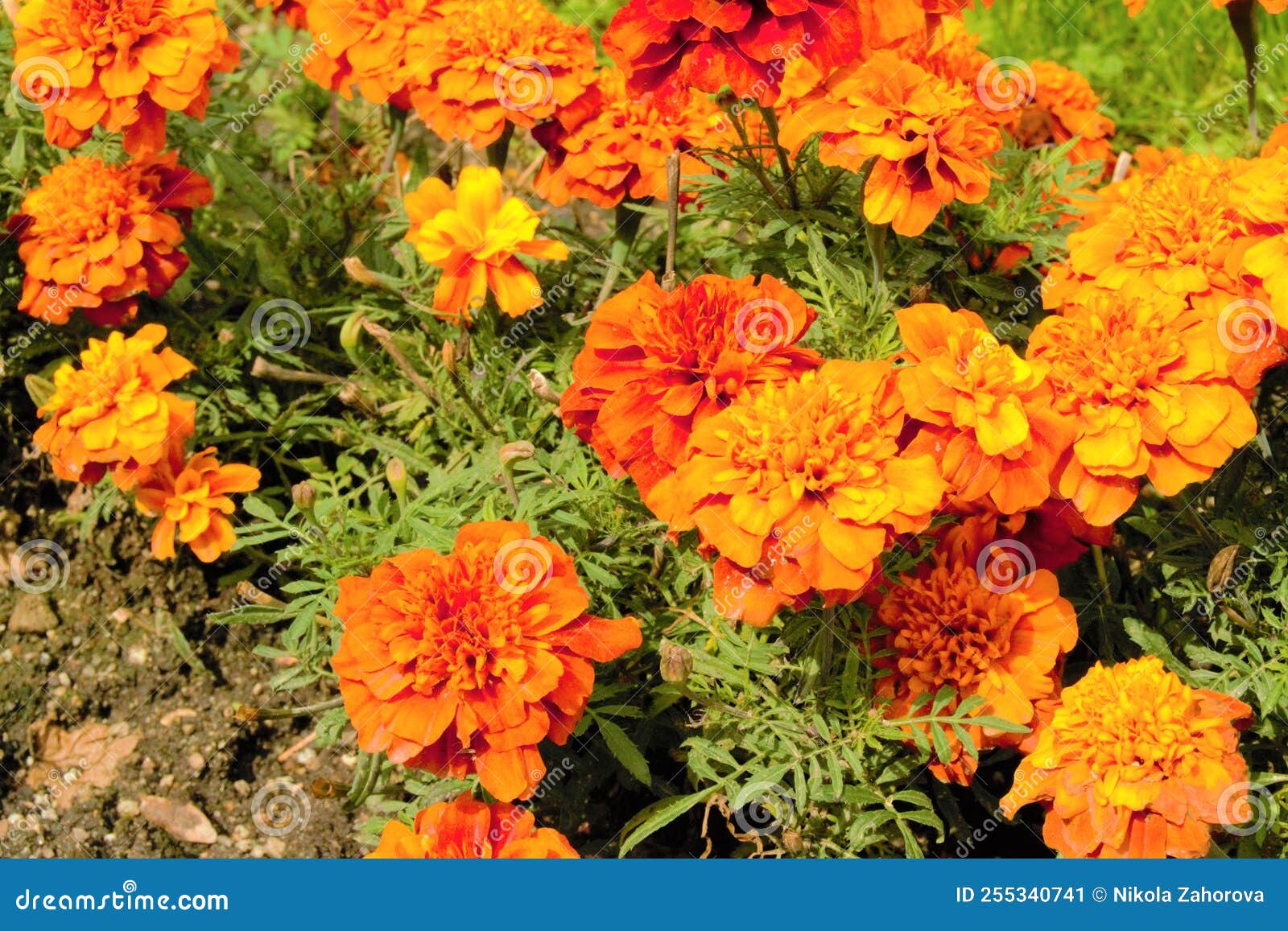 Carnation flowers stock image. Image of herb, leaf, garden 255340741