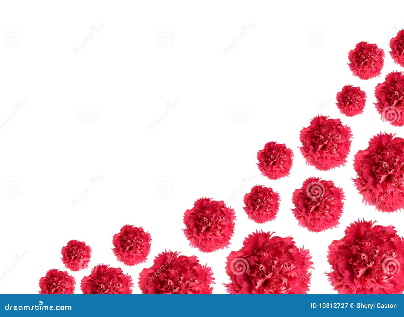 Carnation Flowers Border Pattern Royalty Free Stock Photography Image