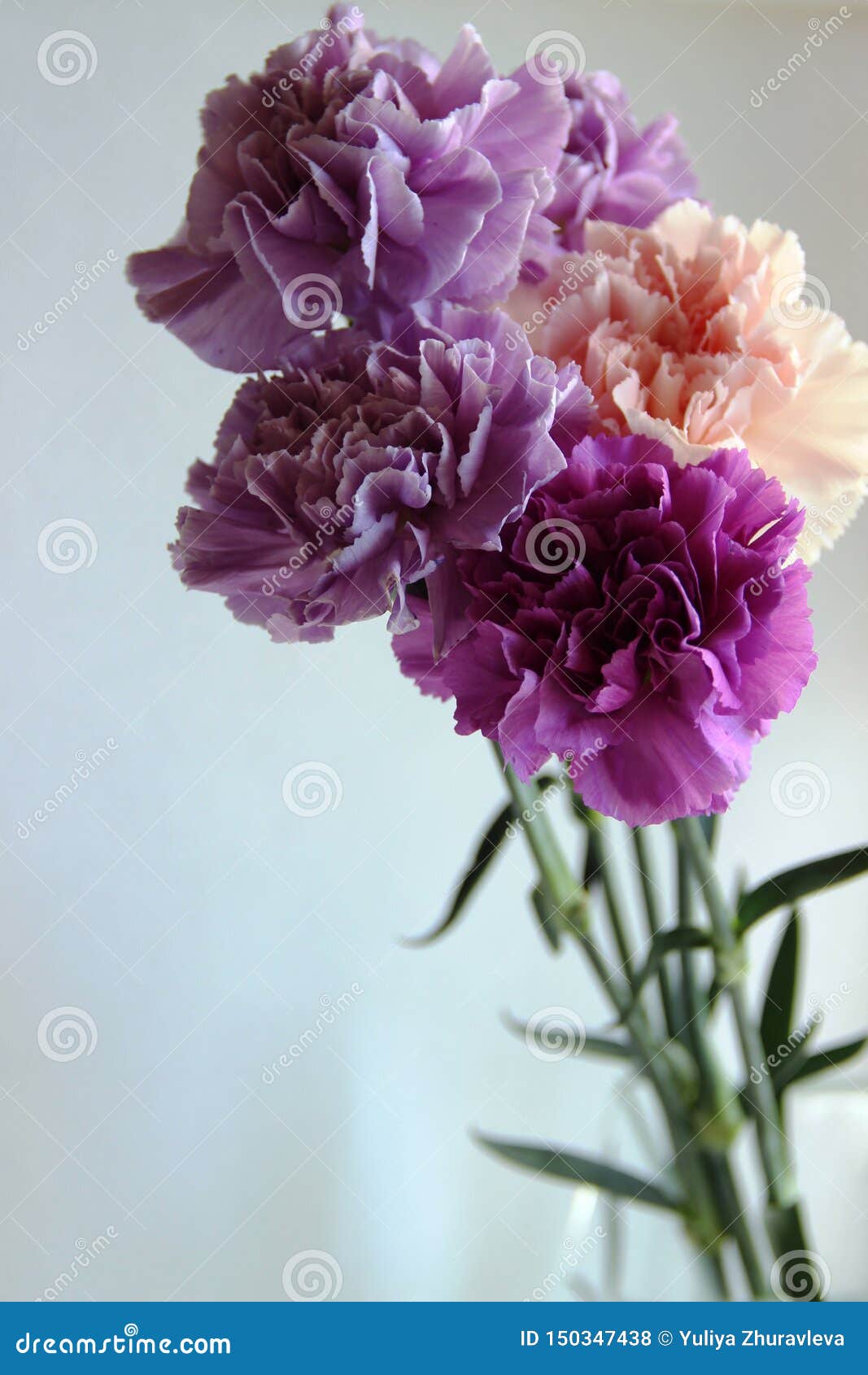 Violet Carnation, Purple Carnation Bouquet