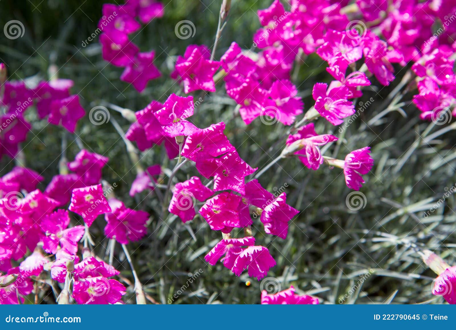 Carnation flowers stock image. Image of color, park 222790645