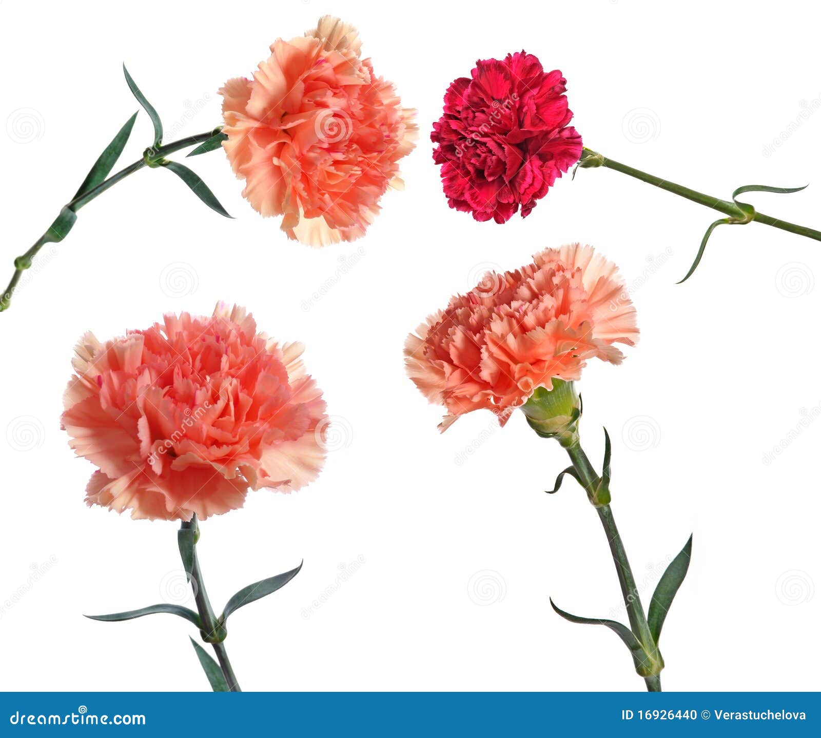Carnation Flowers Collection Stock Photo Image of floral, color 16926440