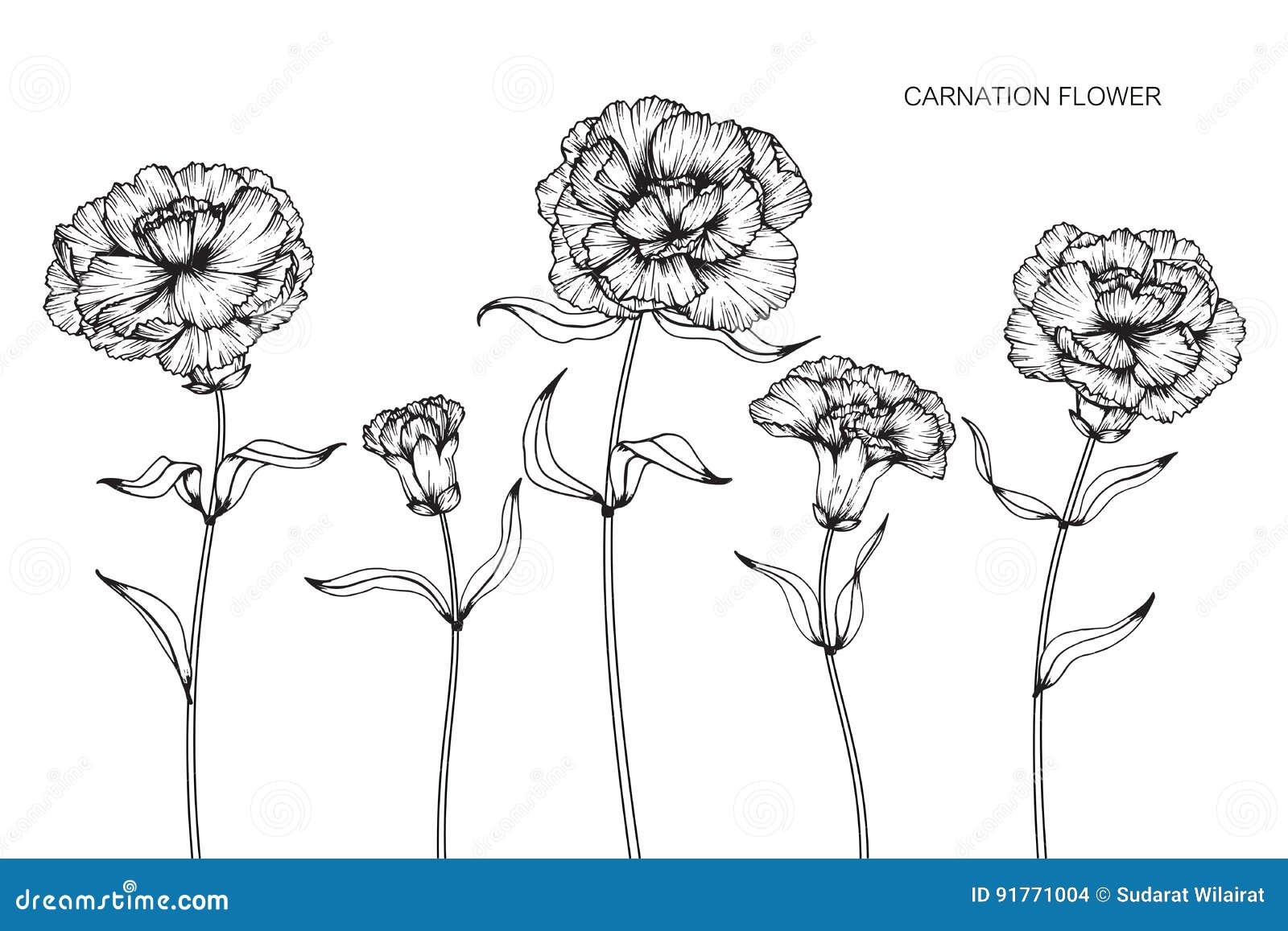 Carnation Flowers Drawing And Sketch With Line-art On White Back Stock ...