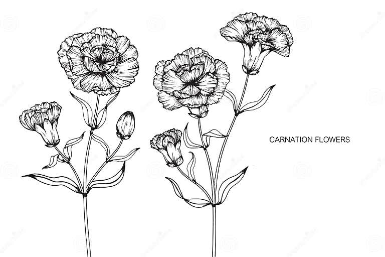 Carnation Flowers Drawing and Sketch with Line-art on White Back Stock ...