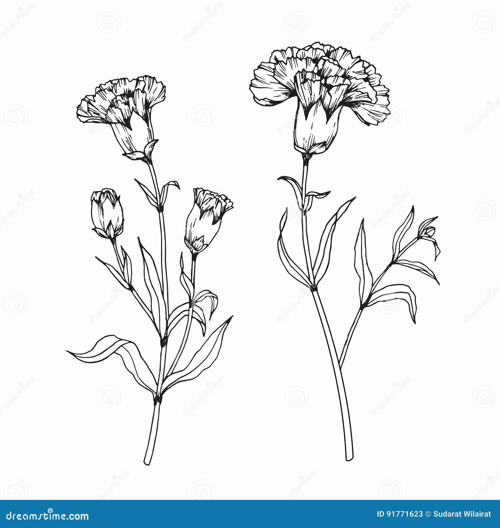 Carnation Flowers Drawing and Sketch with Line-art Stock Vector ...