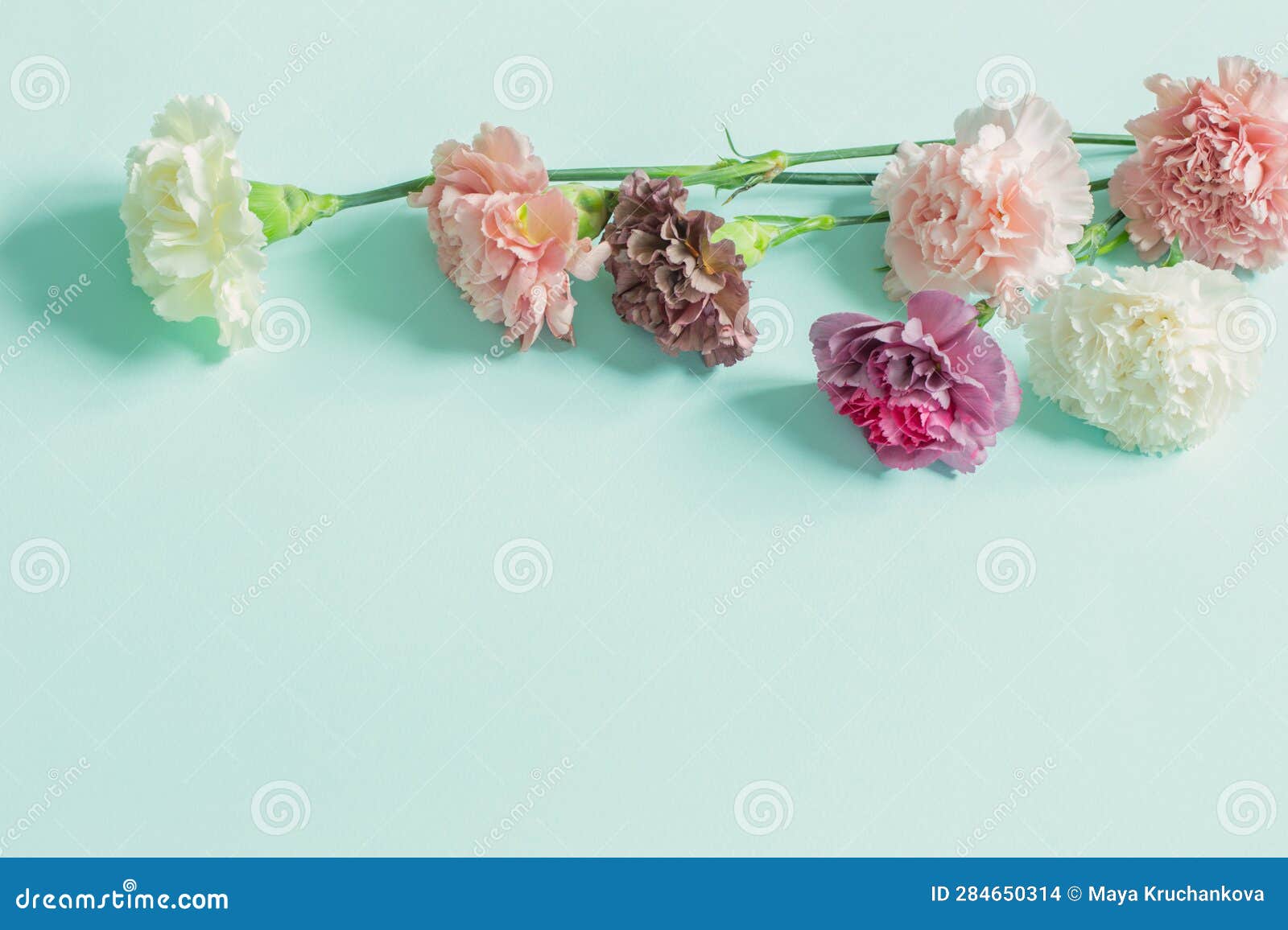 Carnation Flowers on Green Paper Background Stock Photo - Image of