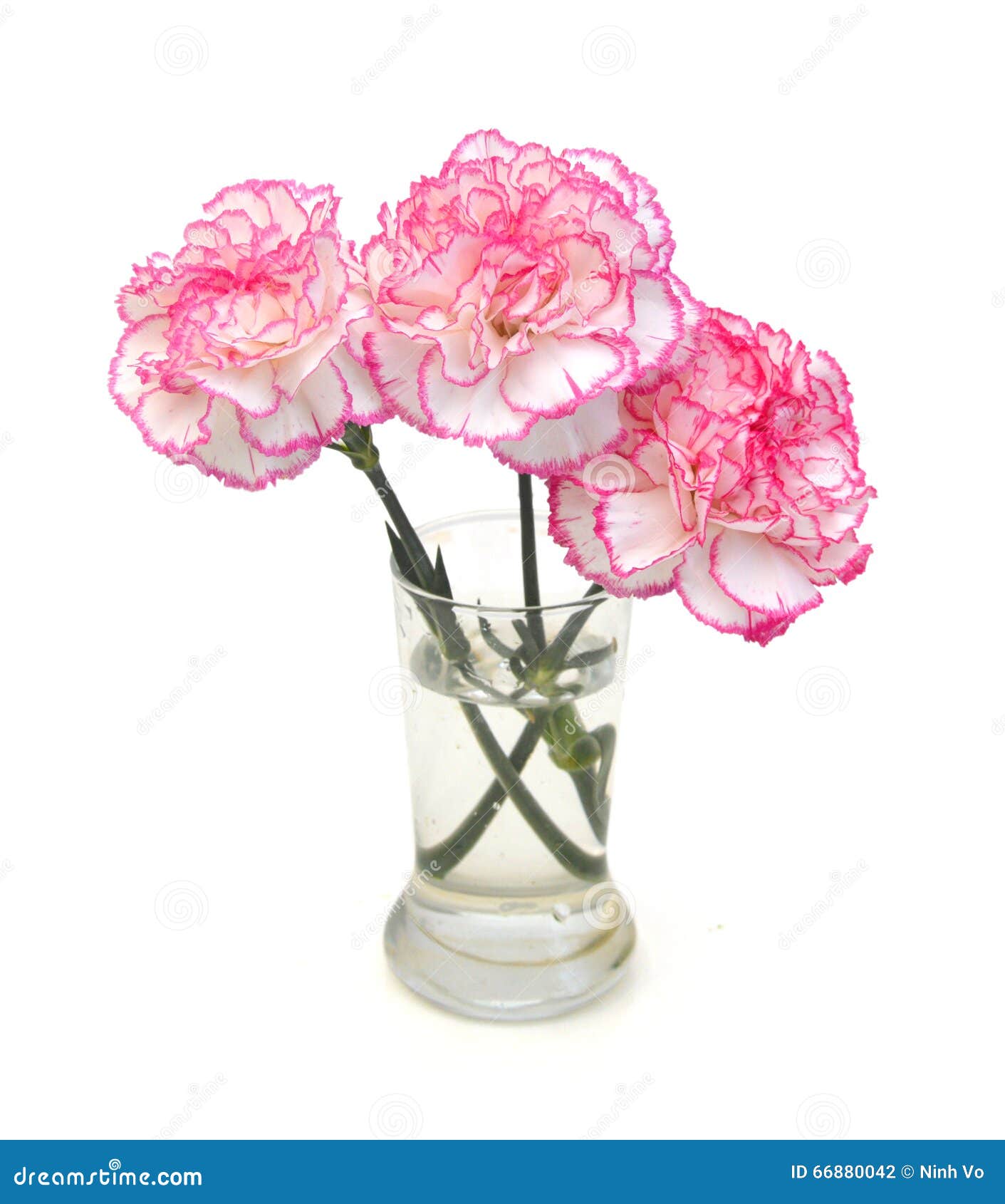 Carnation flowers stock photo. Image of beautiful, love 66880042