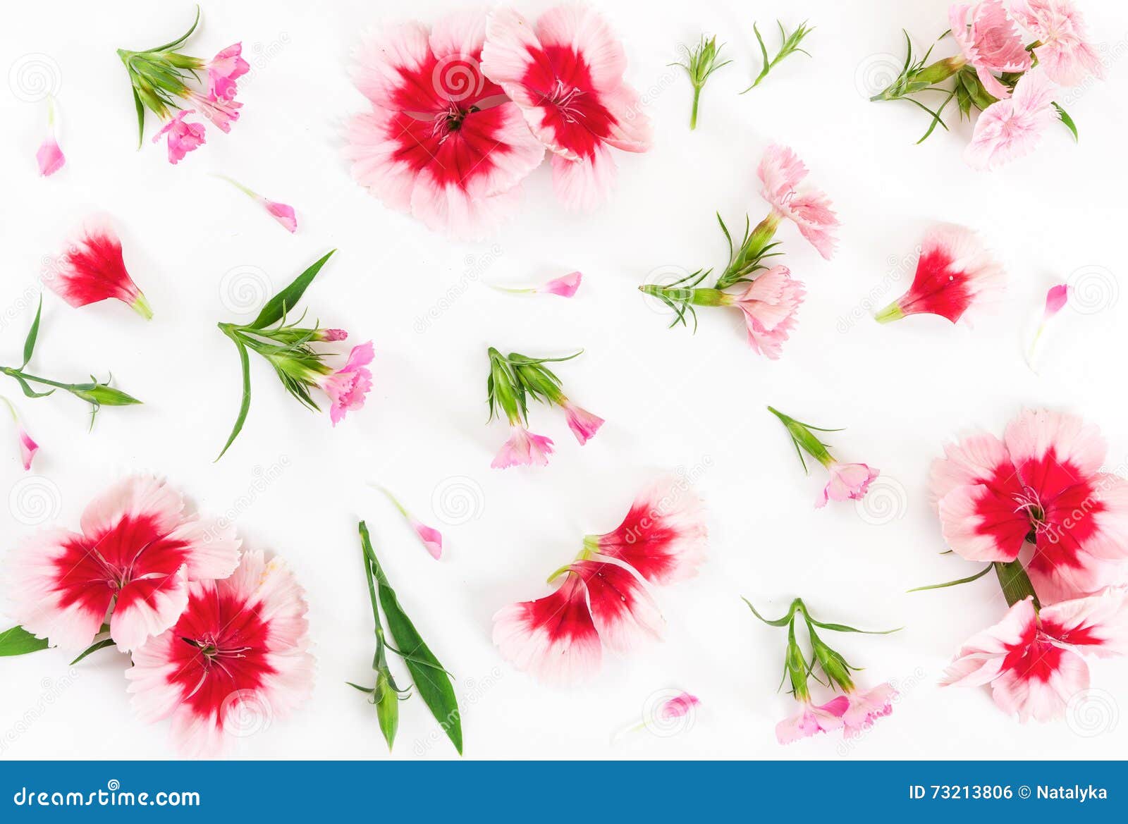 Carnation Flowers On White Background. Flat Lay. Stock Photo Image of beauty, petal 73213806