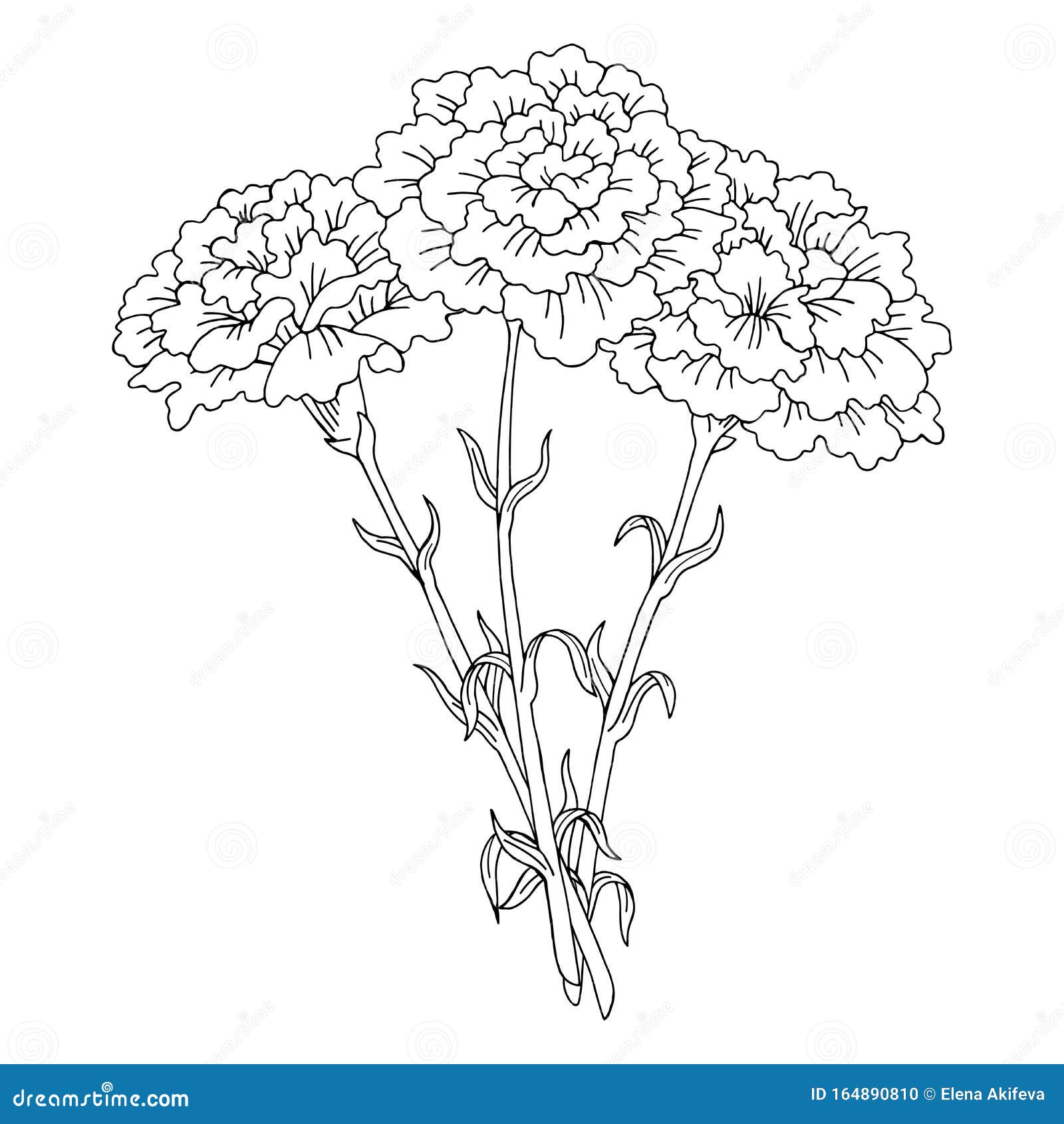 Carnation Flower Graphic Black White Isolated Bouquet Sketch