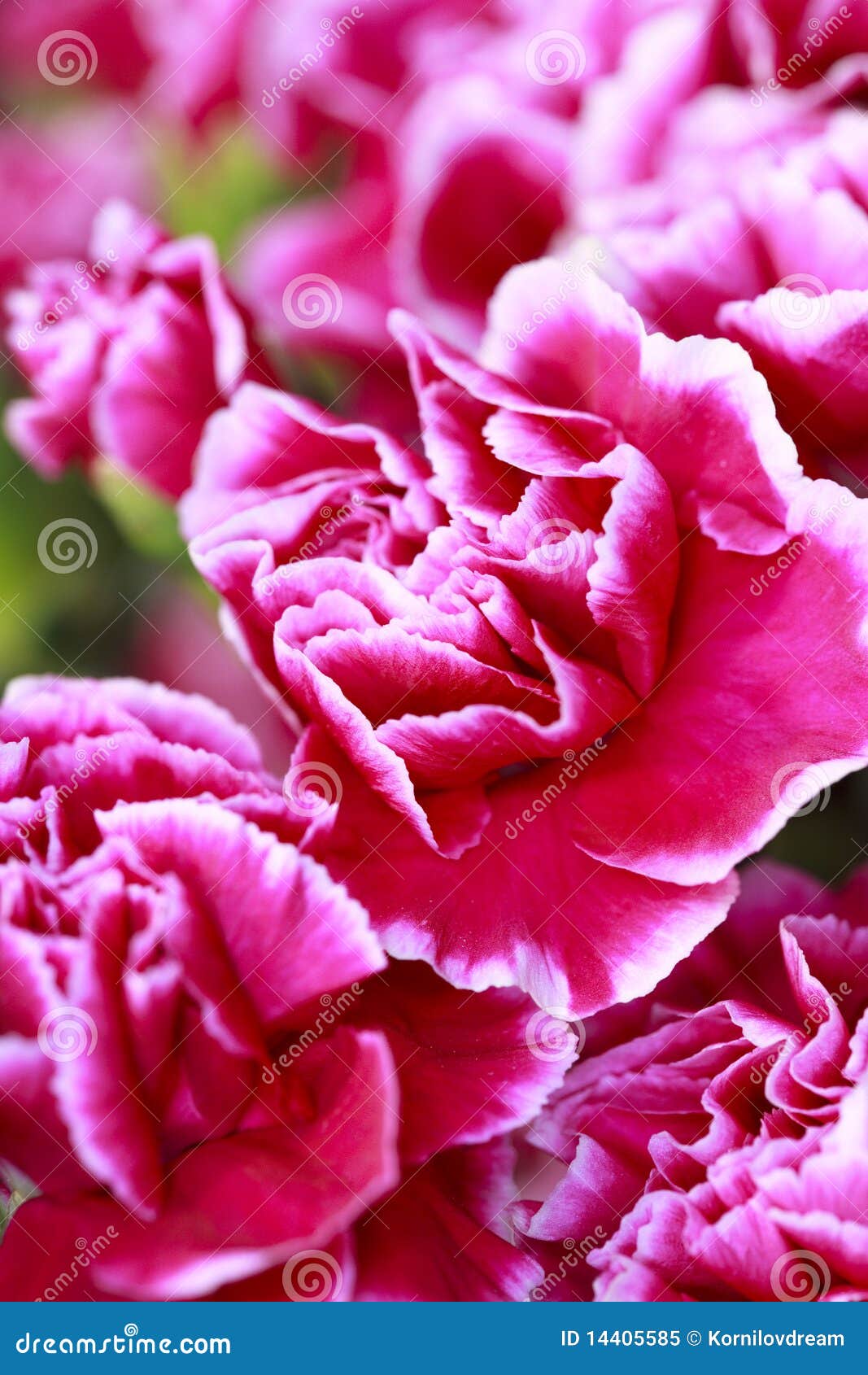 Carnation petals stock image. Image of petal, background 14405585