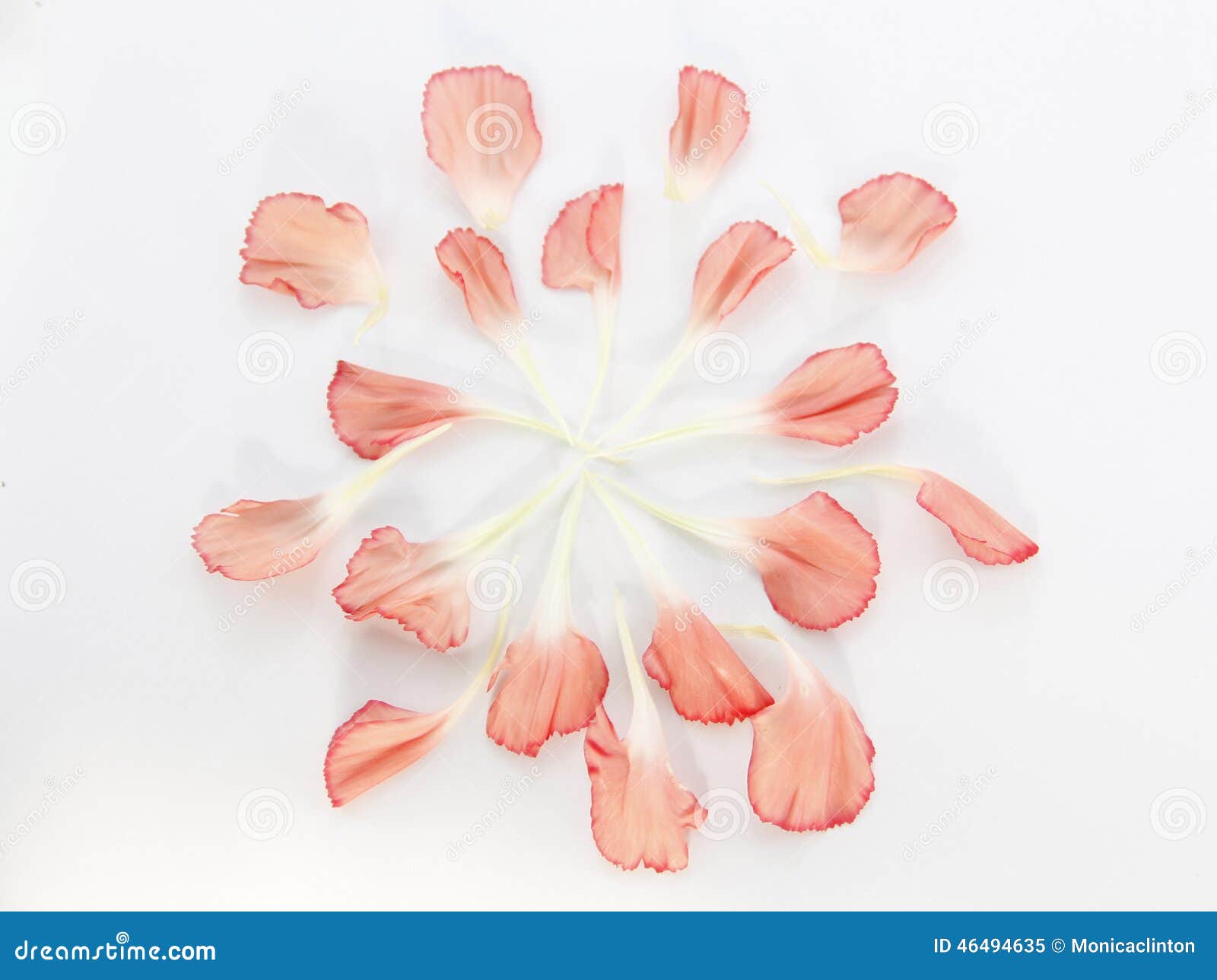 Carnation petals stock image. Image of flower, beauty 46494635